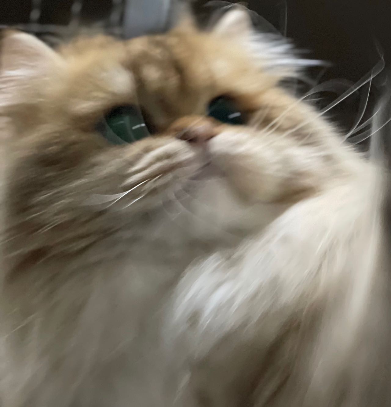 定春