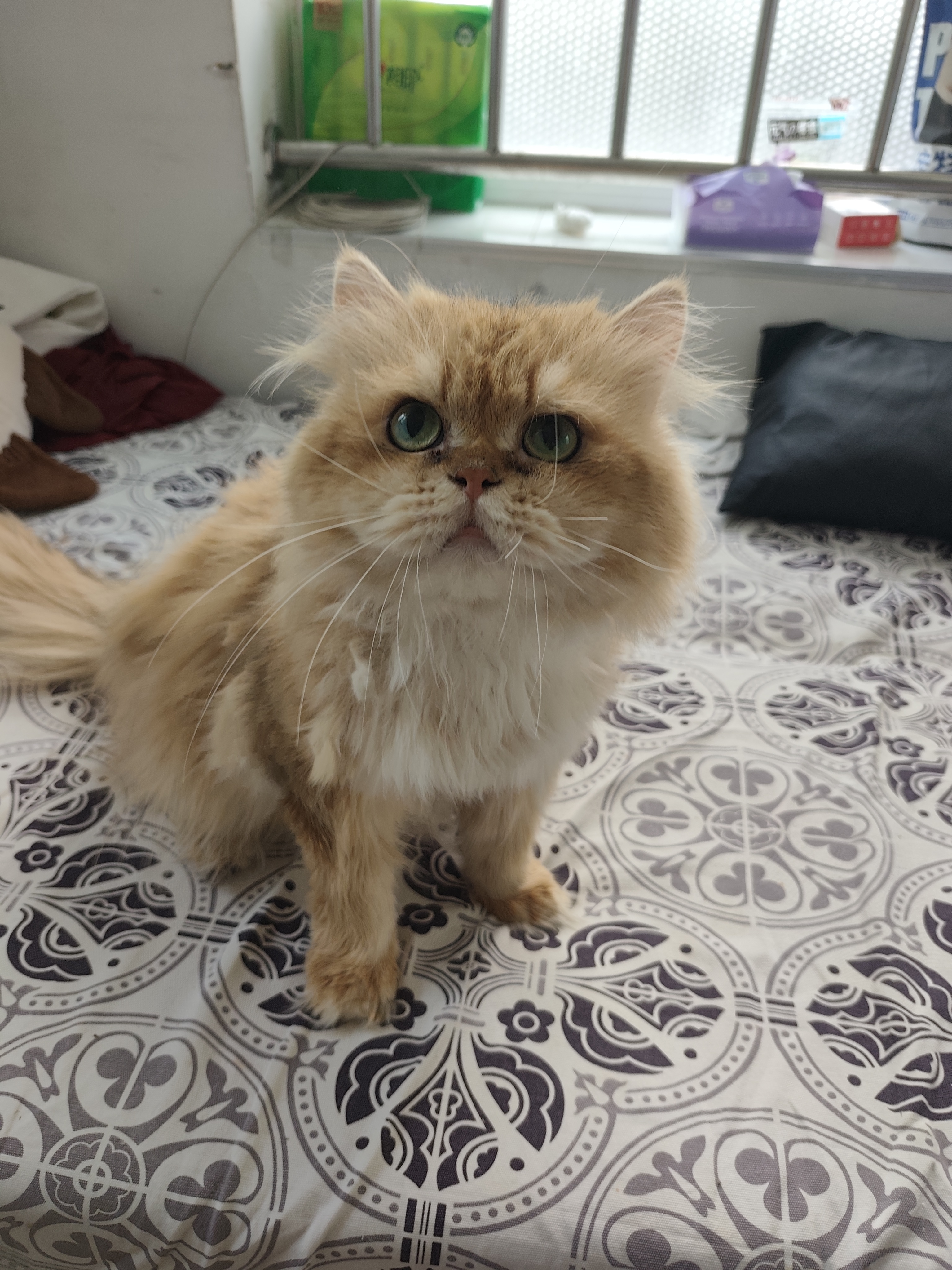 大壮