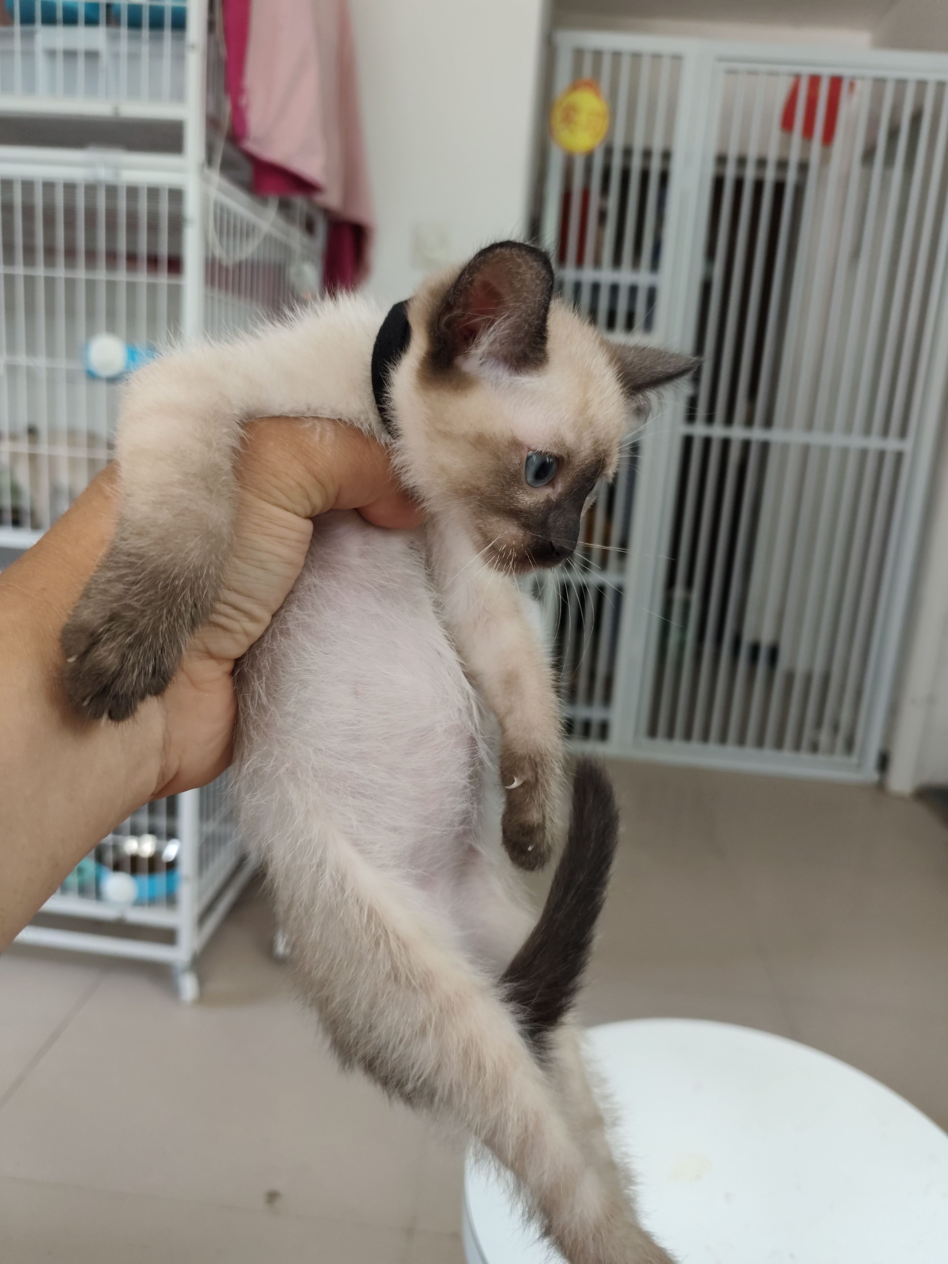 阿宇家暹罗猫