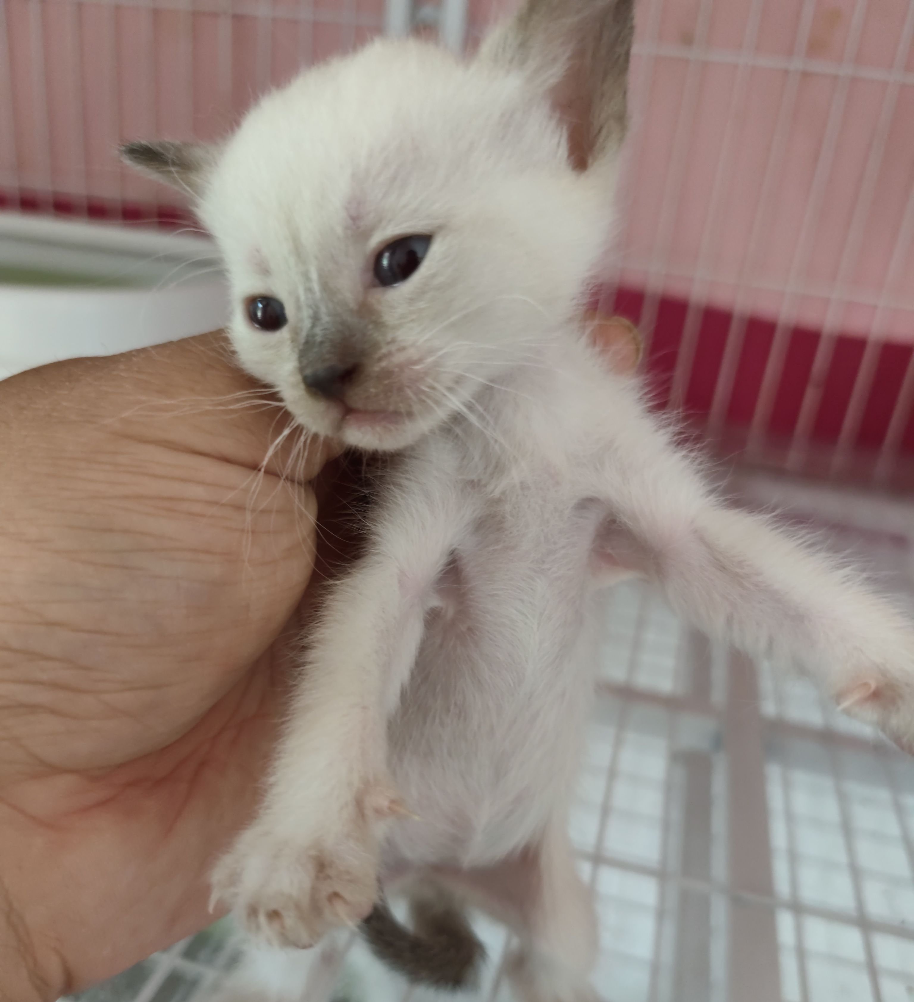 懒三白