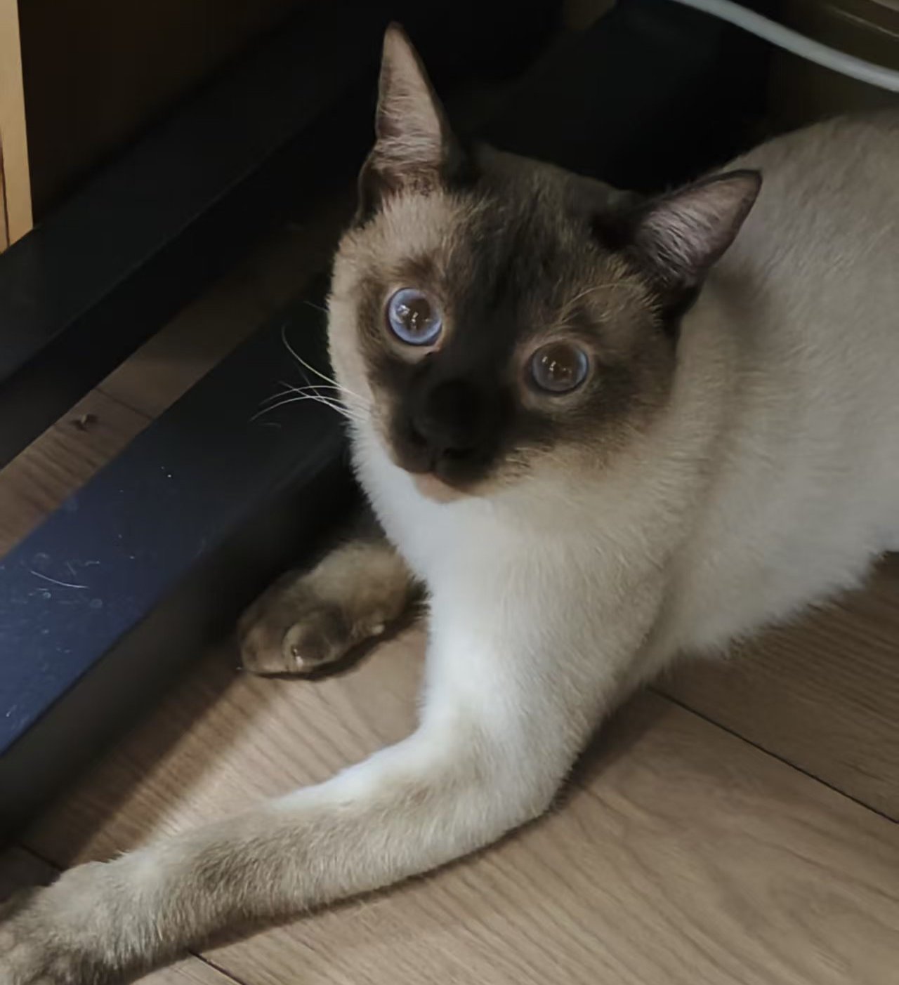 小登
