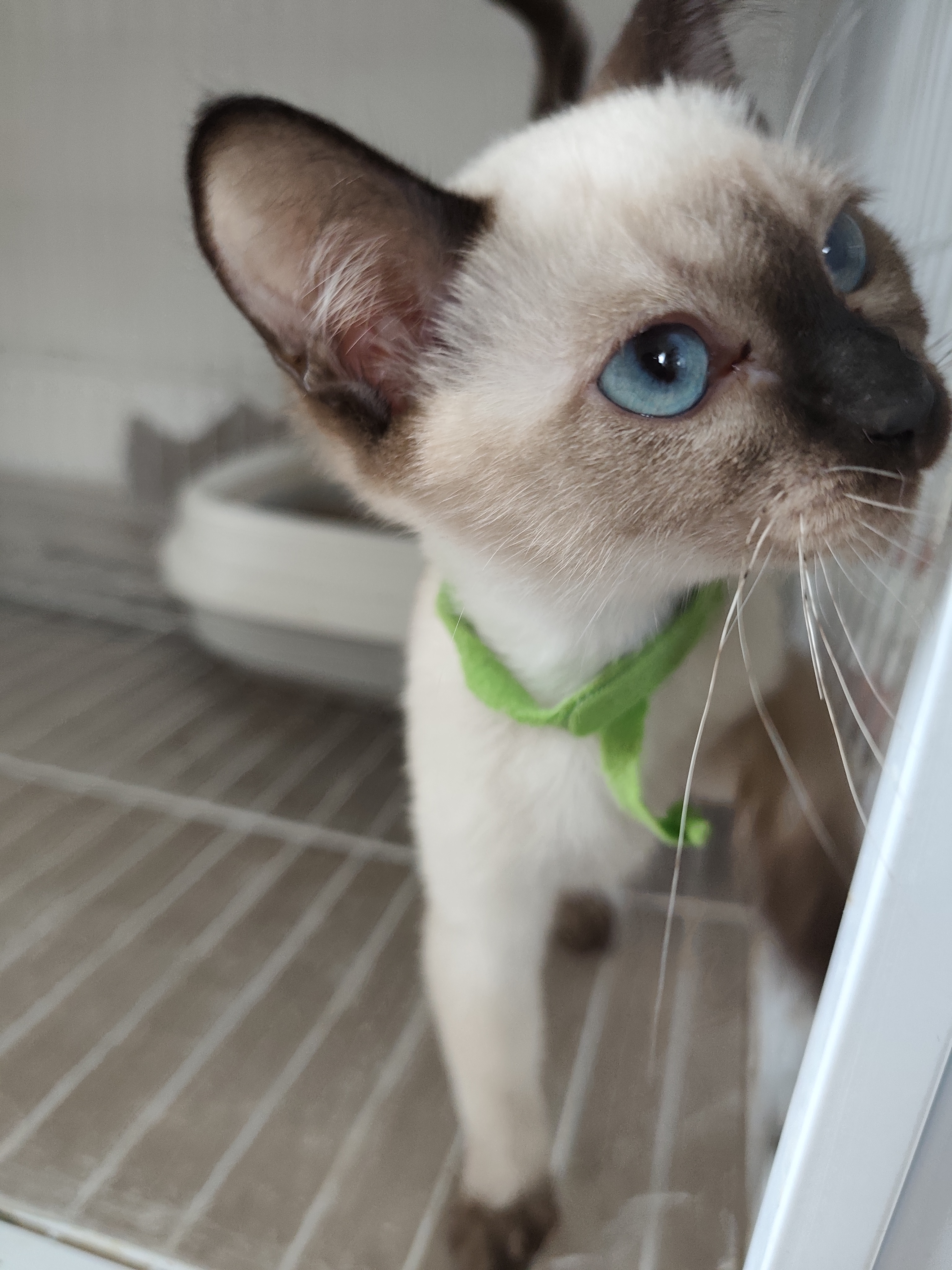 草三绿 2