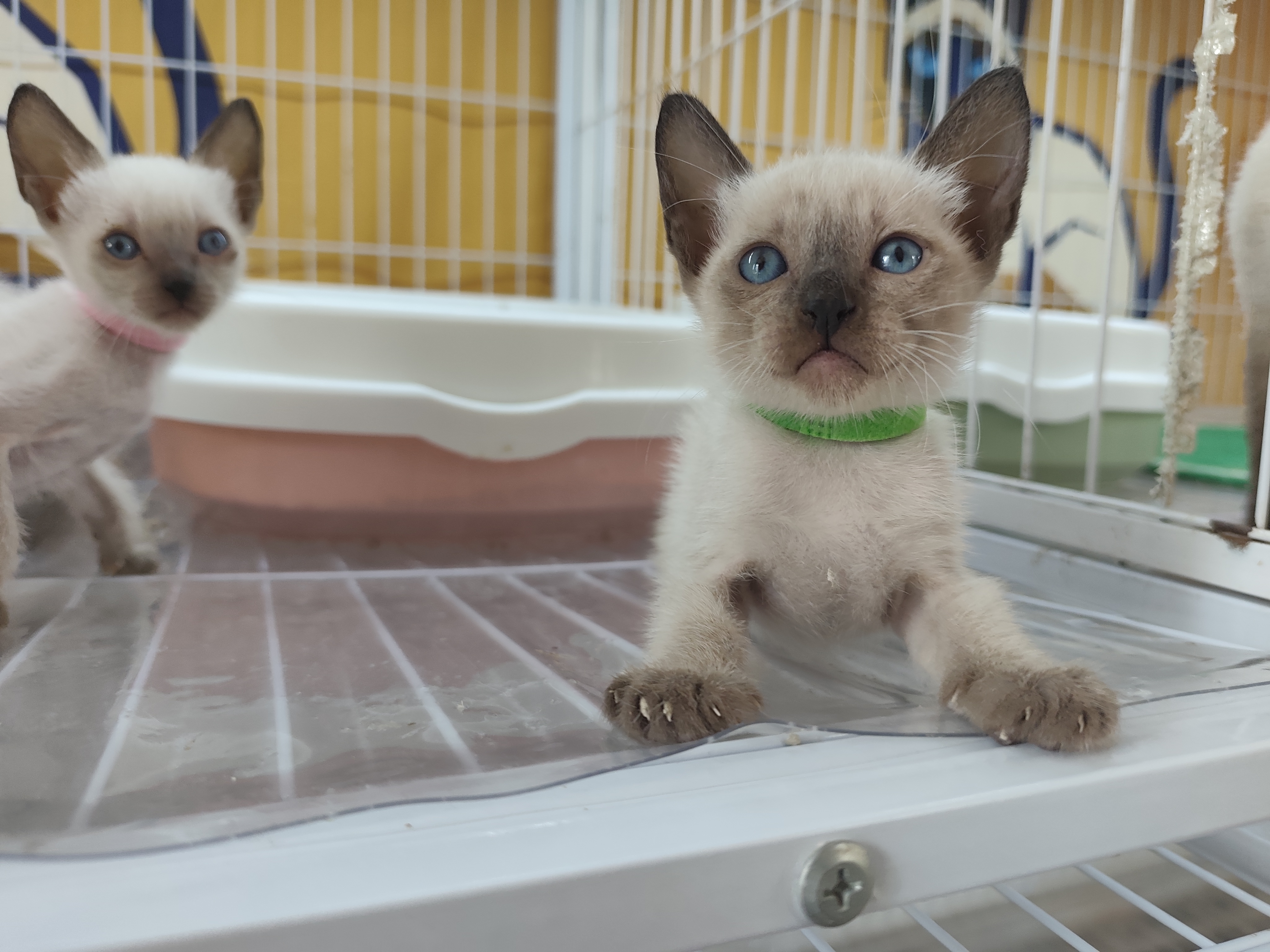 仙二绿