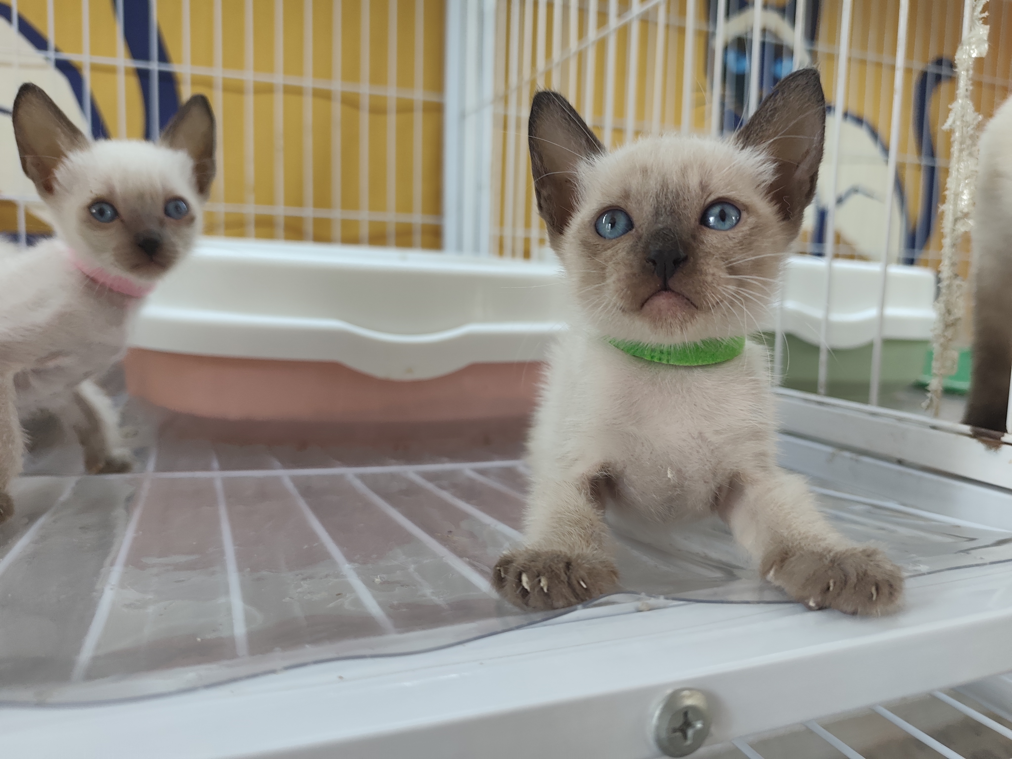仙二绿 2