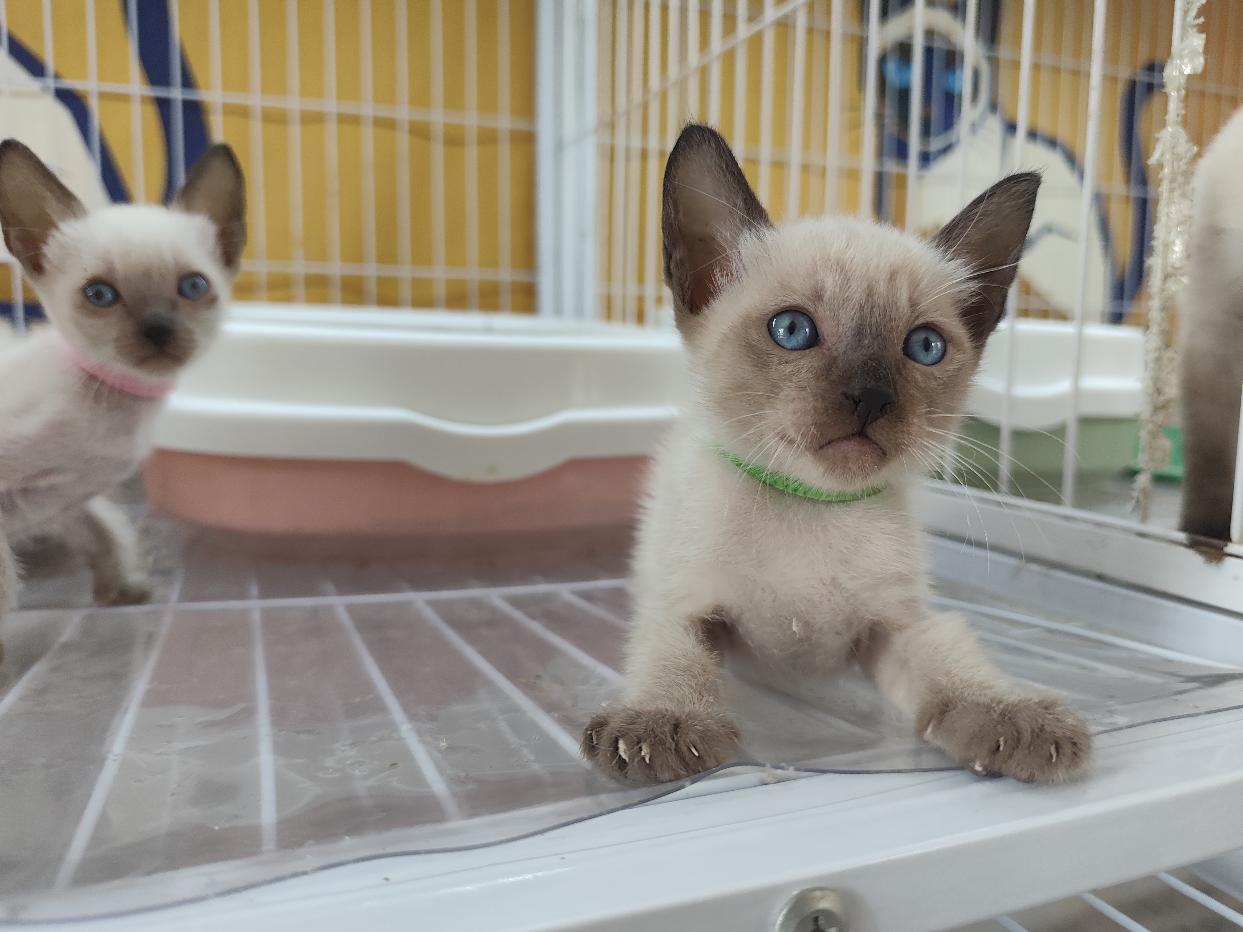 仙二绿 3
