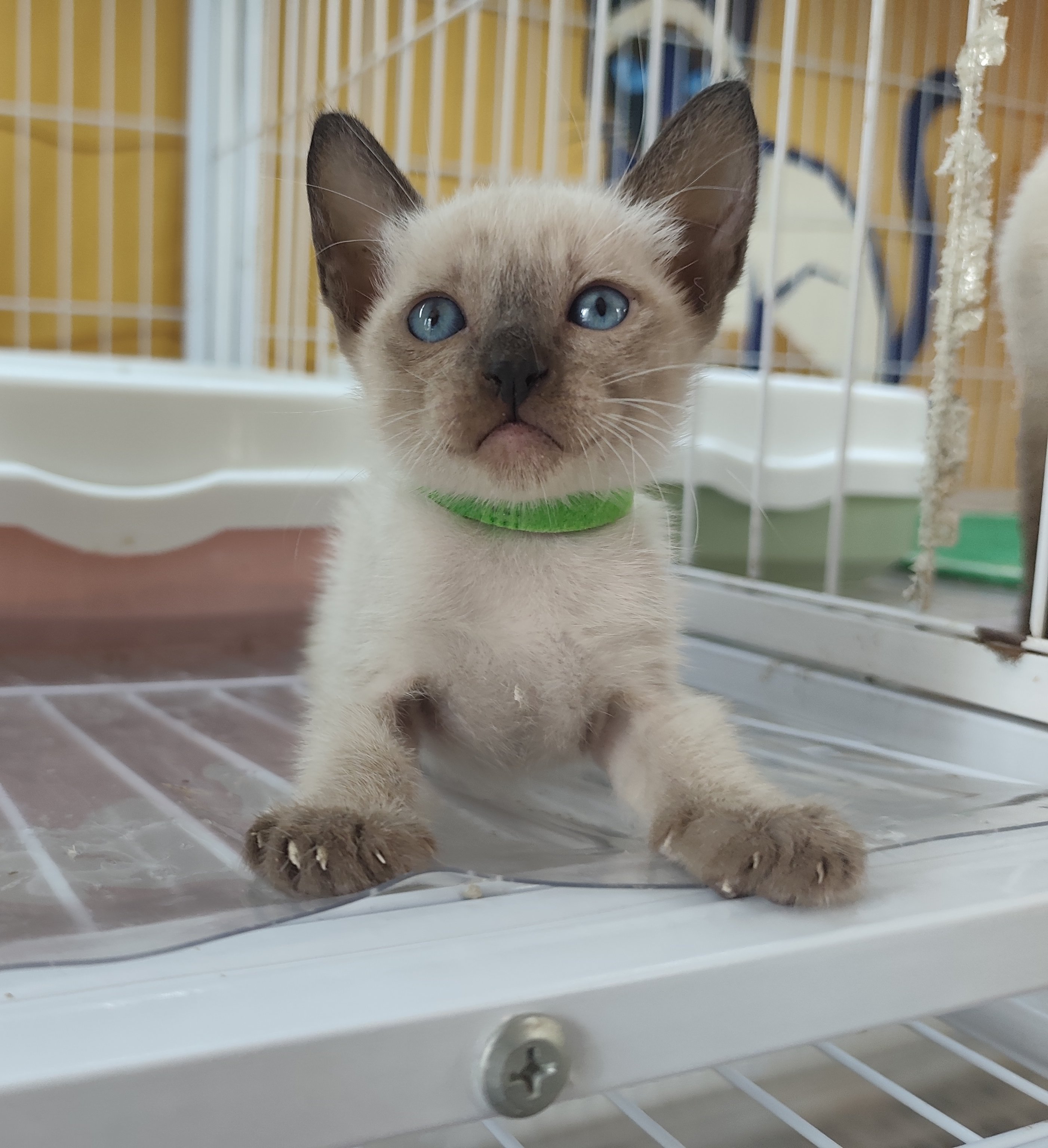 仙二绿