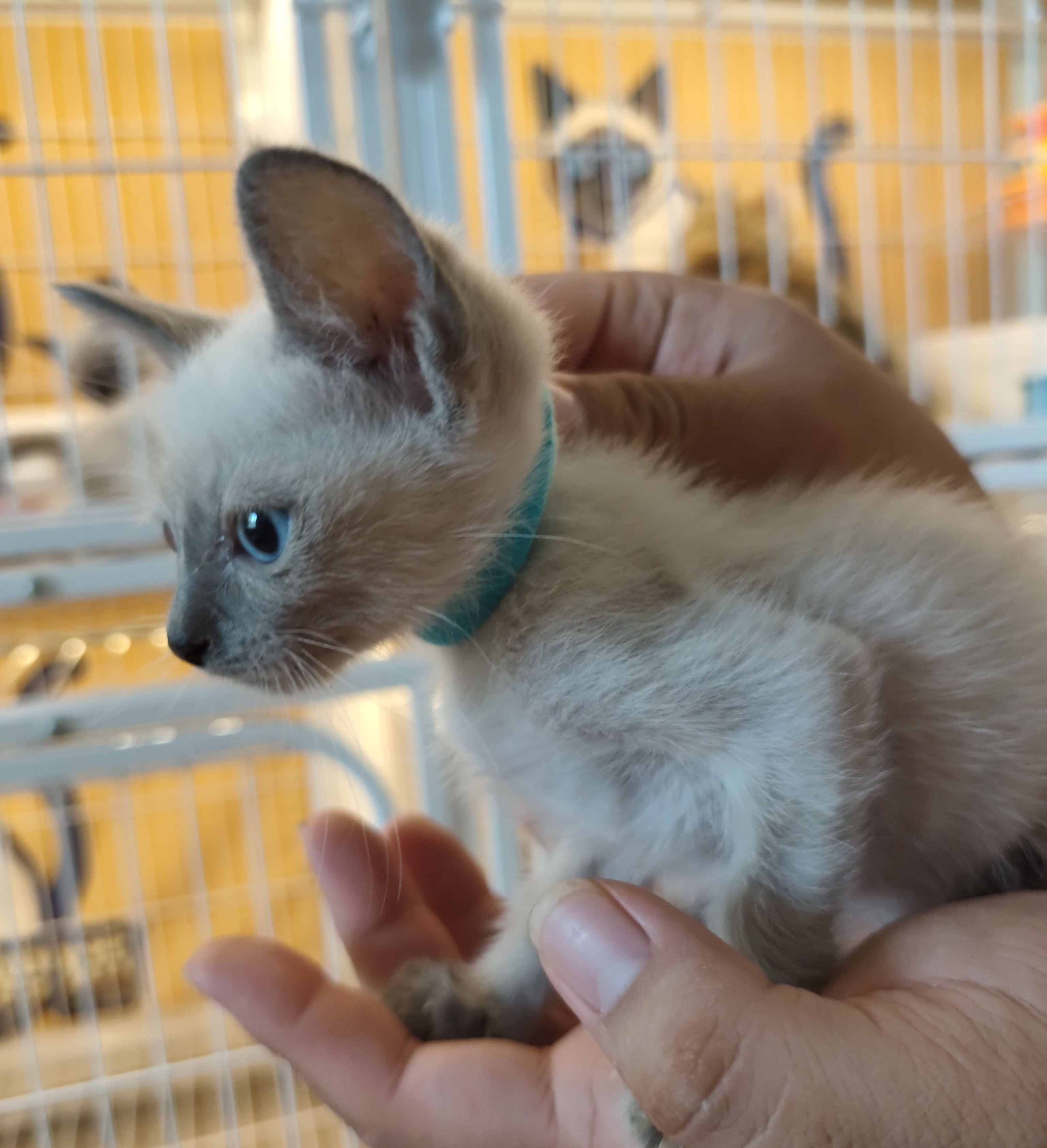 仙二蓝
