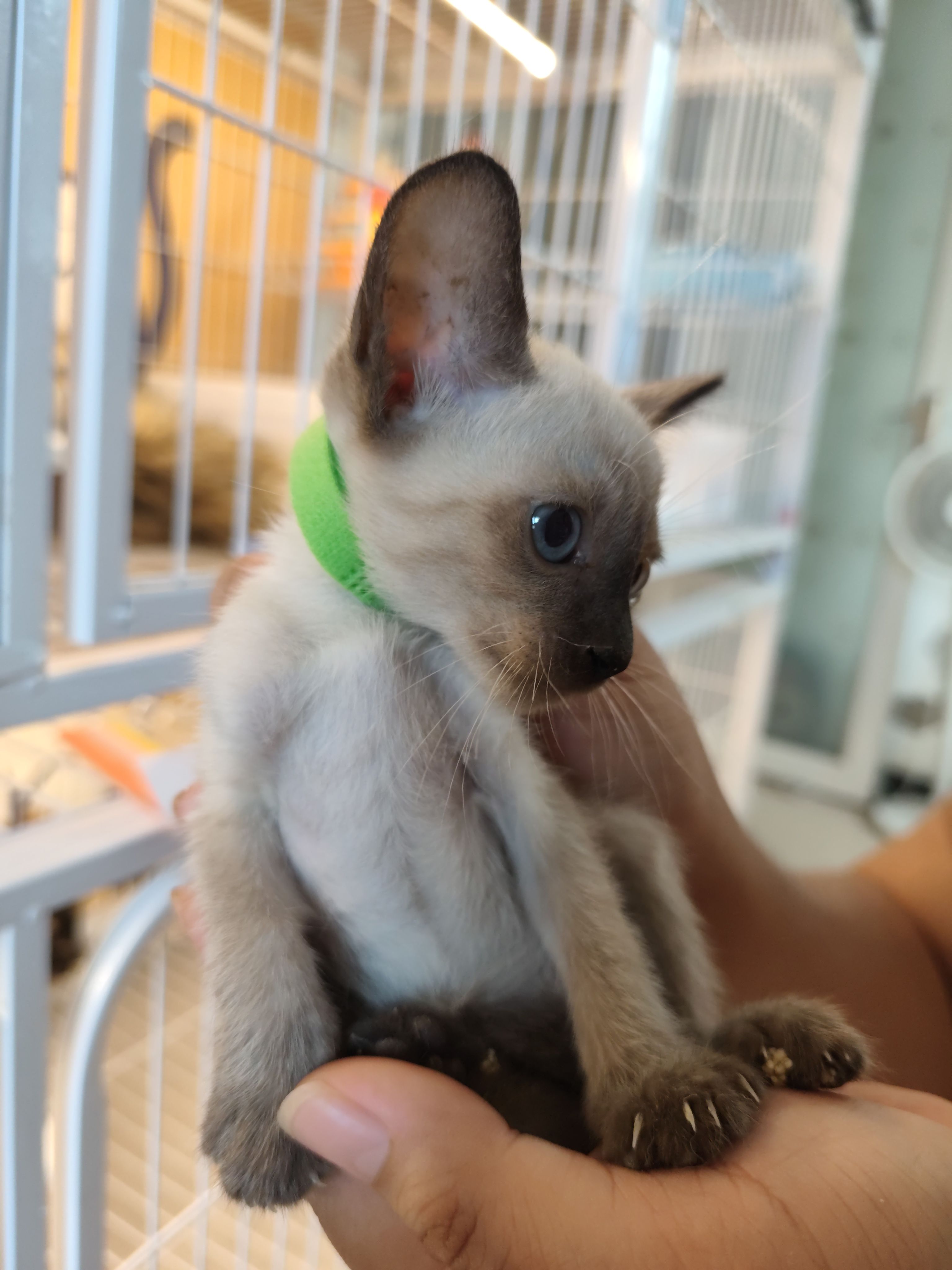 仙二绿 4