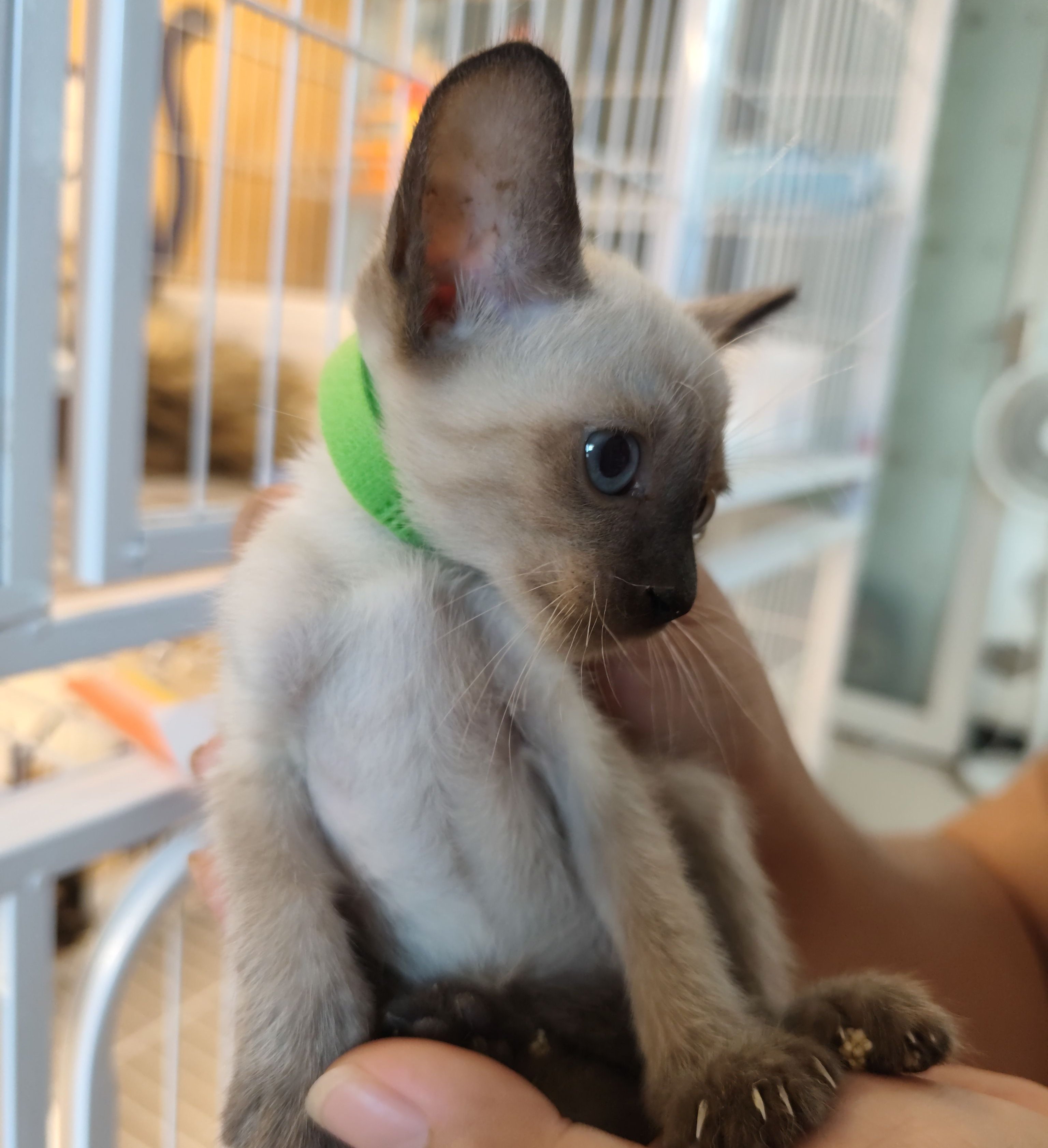 仙二绿