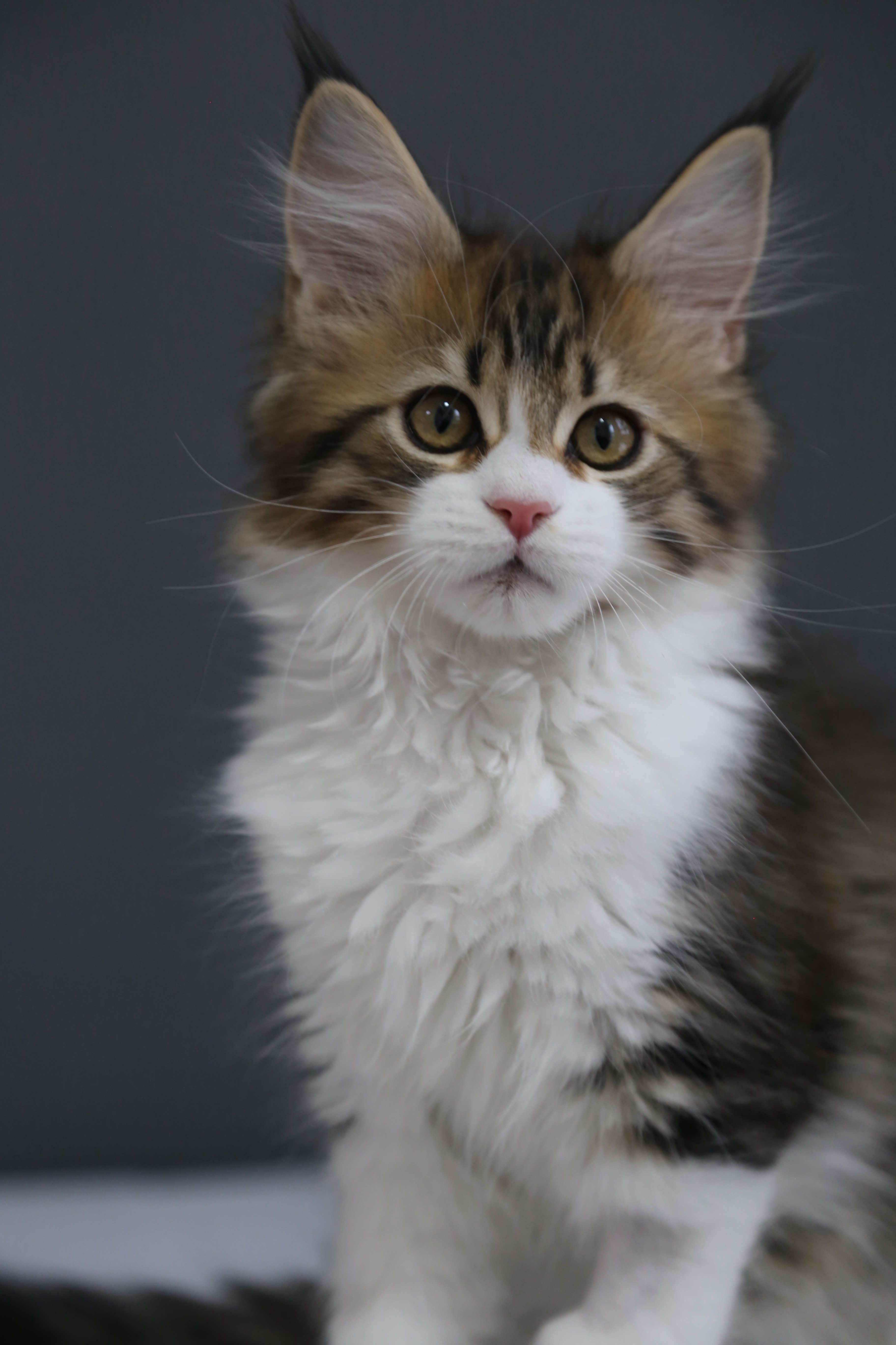 棕加白弟弟 照片 6