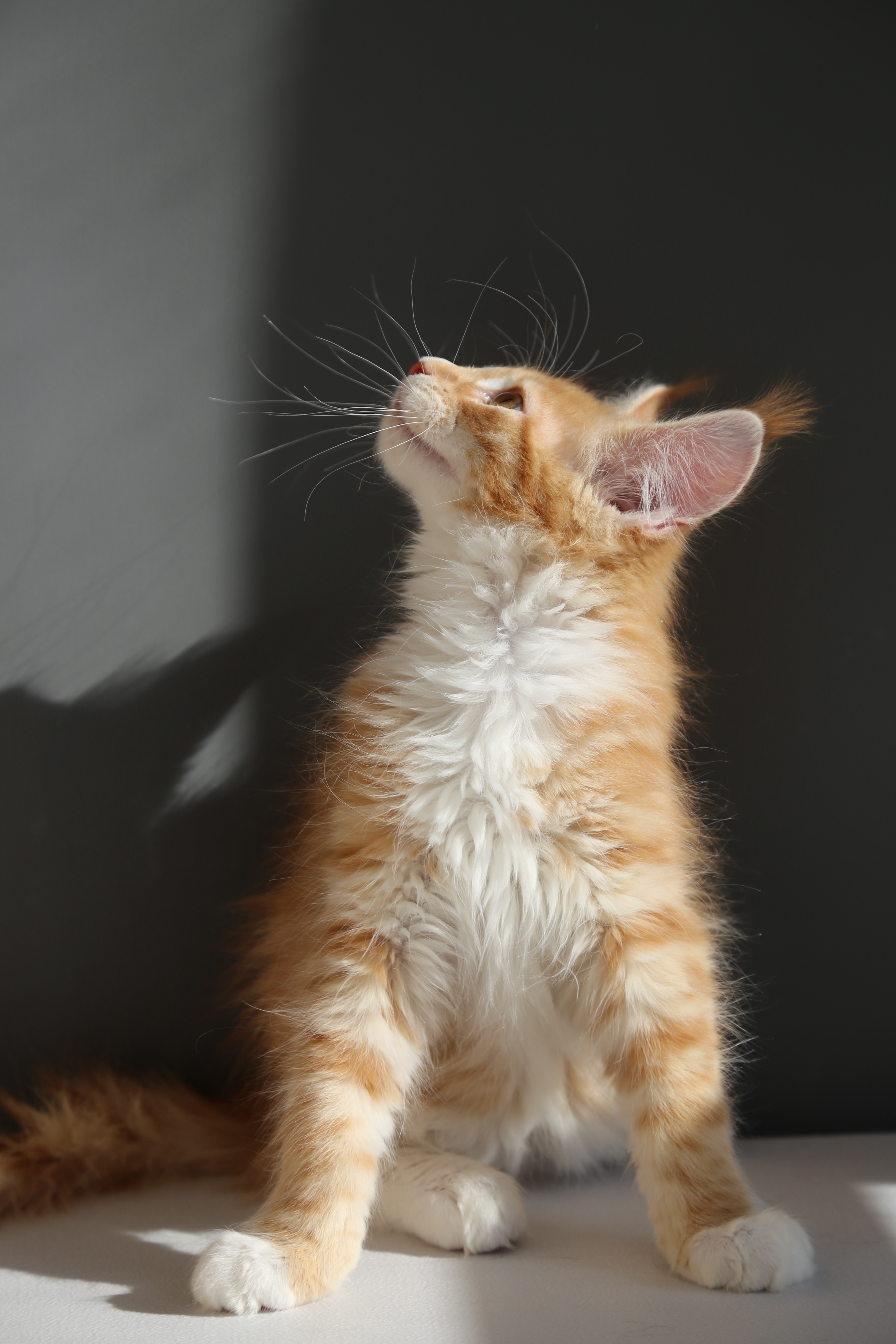 红虎弟弟 照片 7