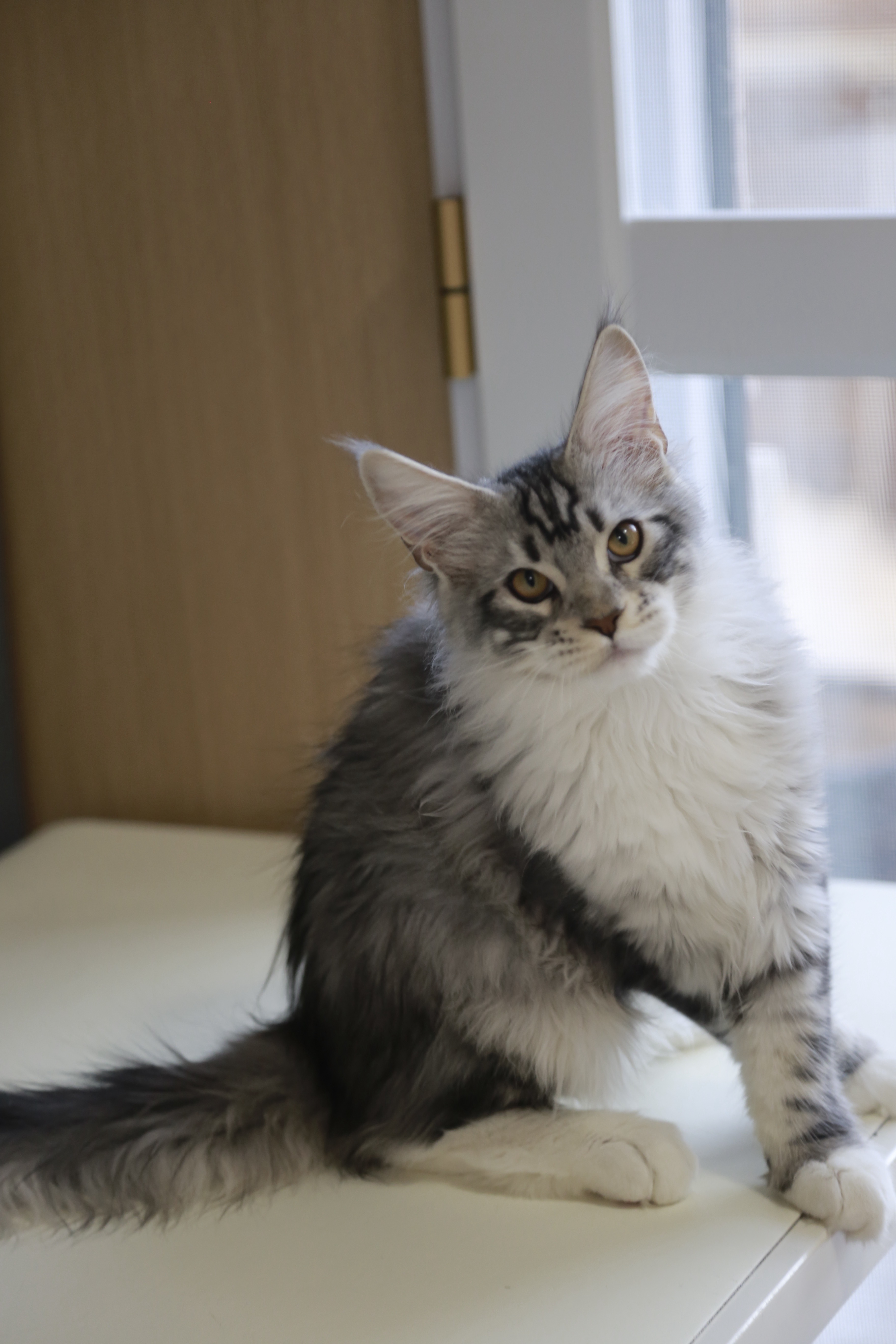 银加白弟弟 照片 2