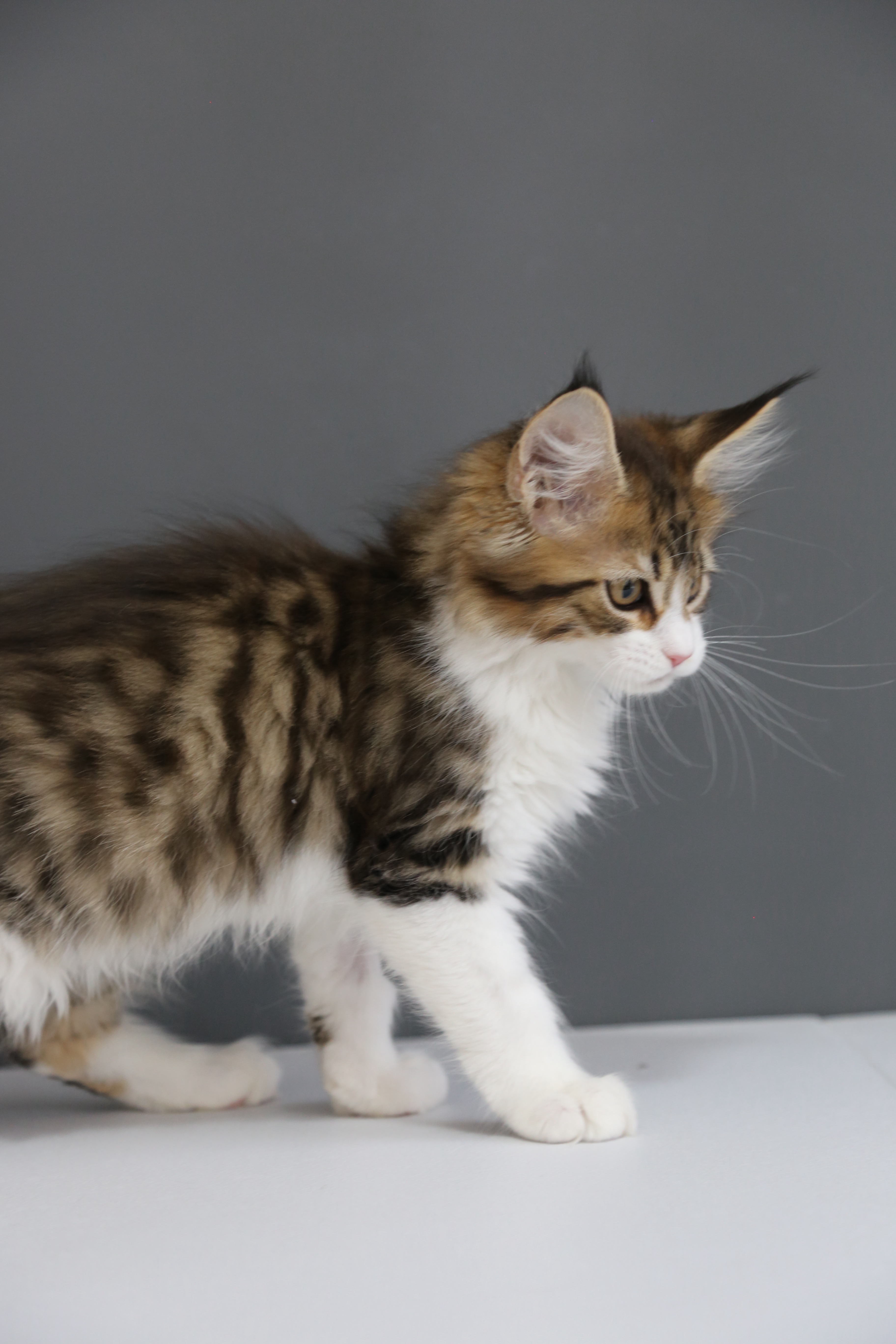 棕加白弟弟 照片 7