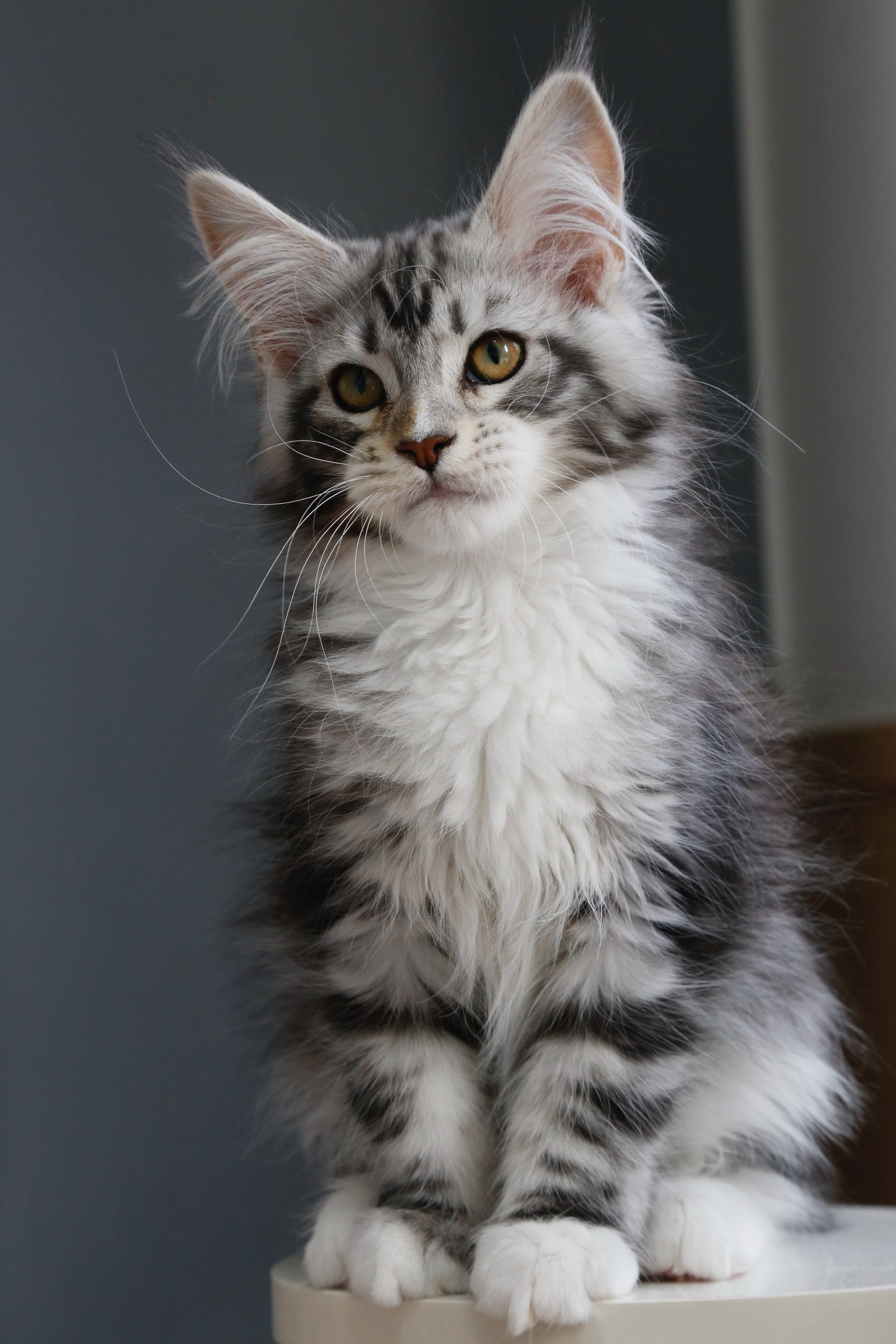 银加白妹妹 照片 5