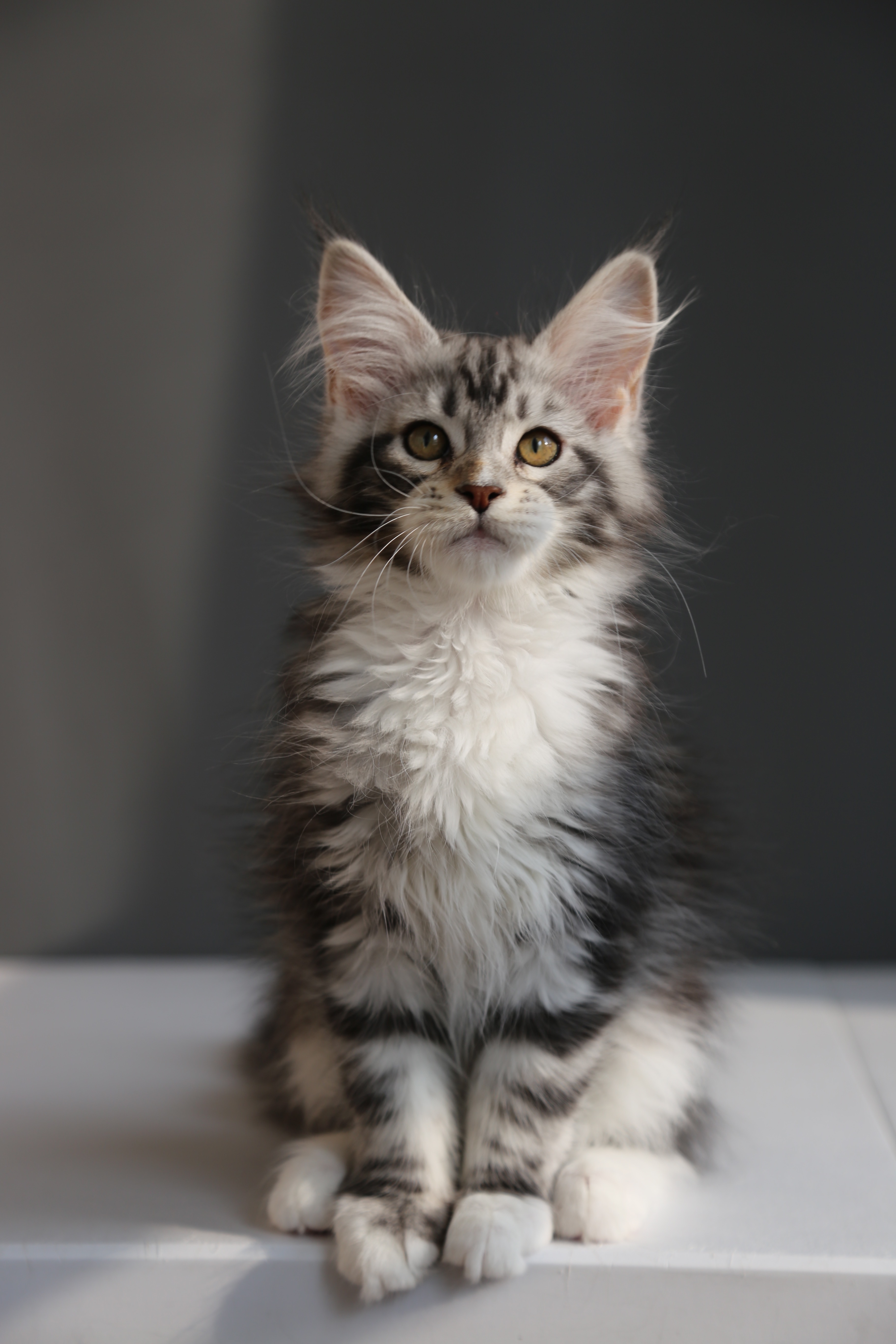 银加白妹妹 照片 4