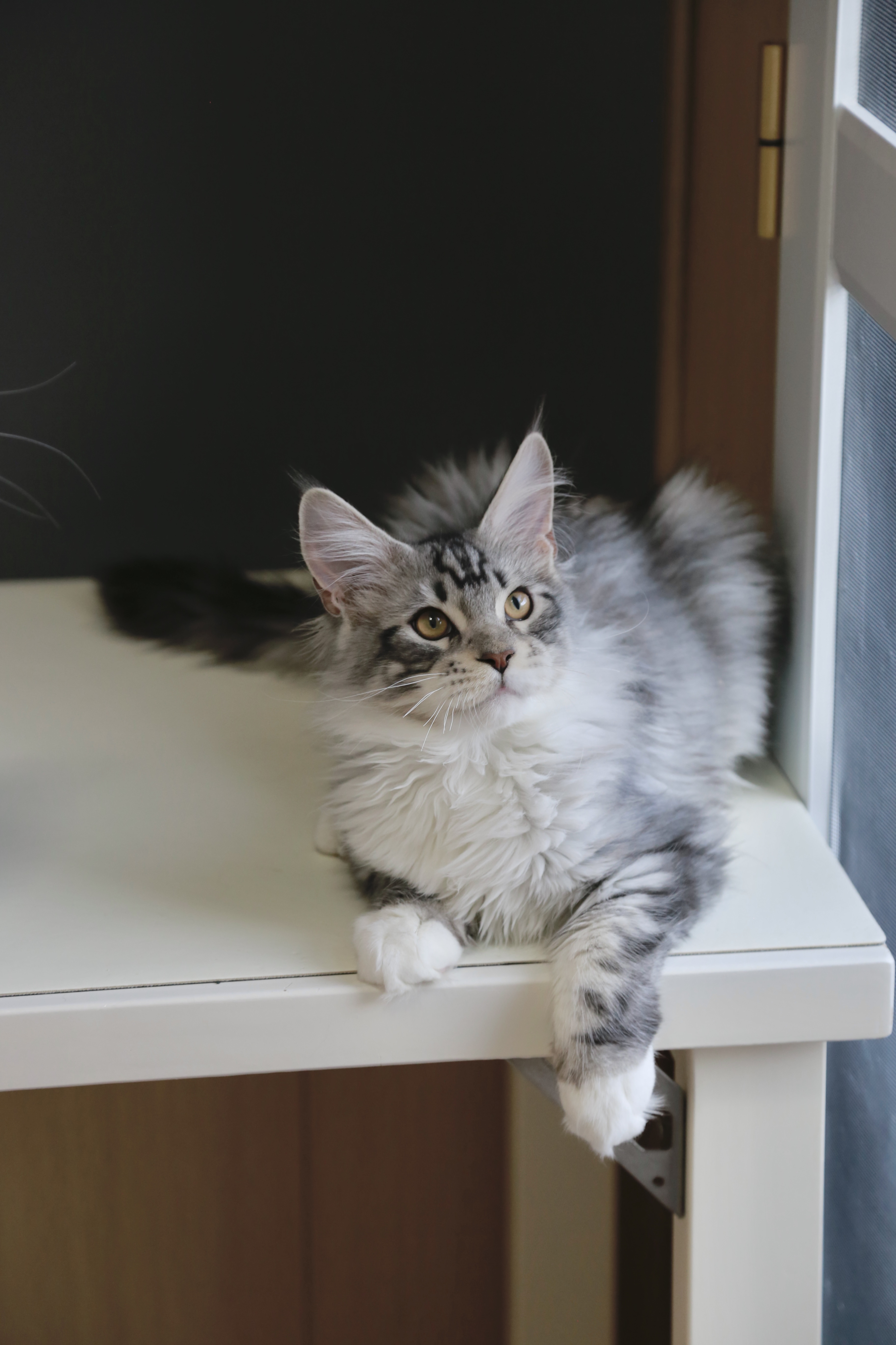 银加白弟弟 照片 5