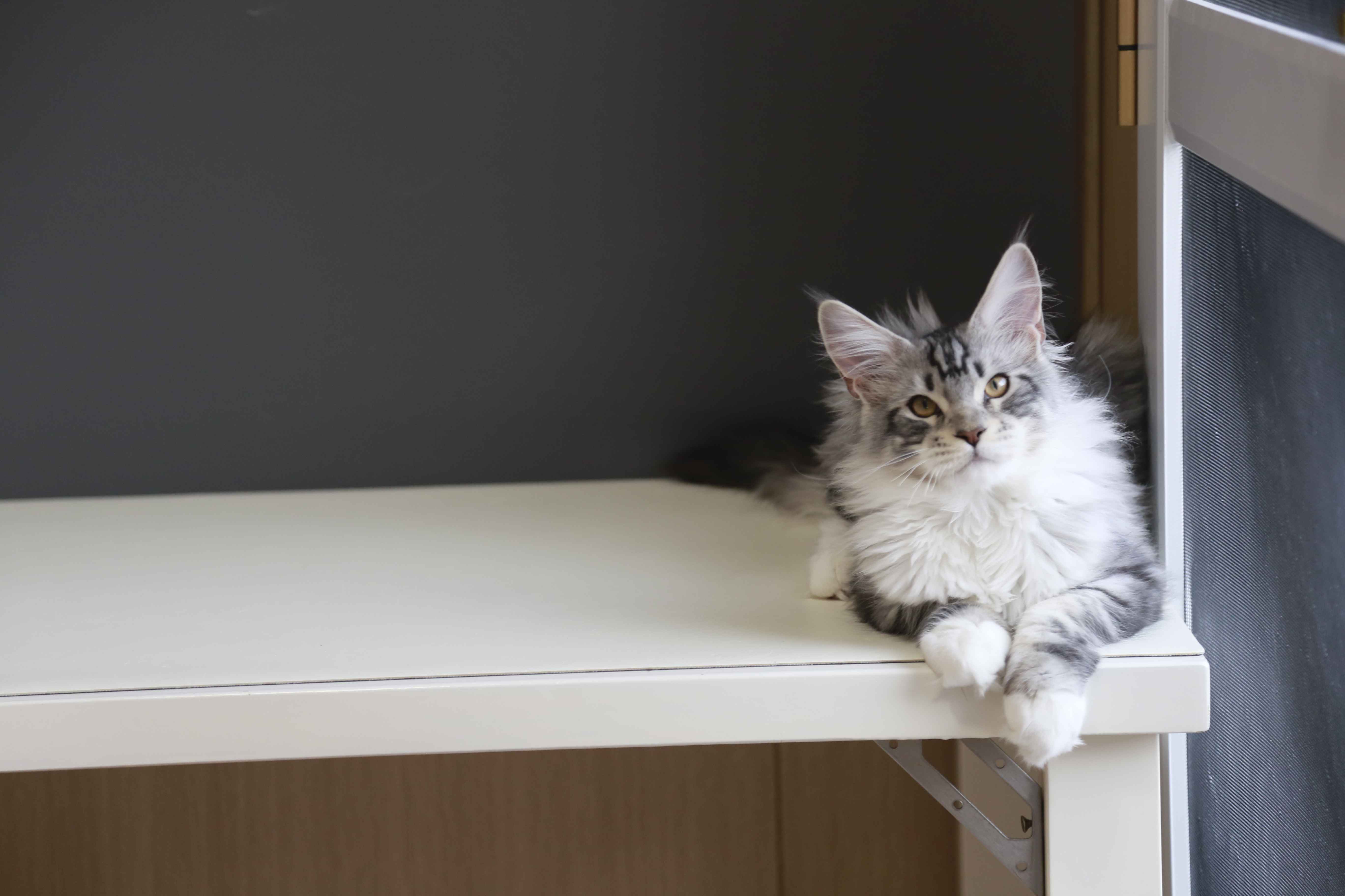 银加白弟弟 照片 3