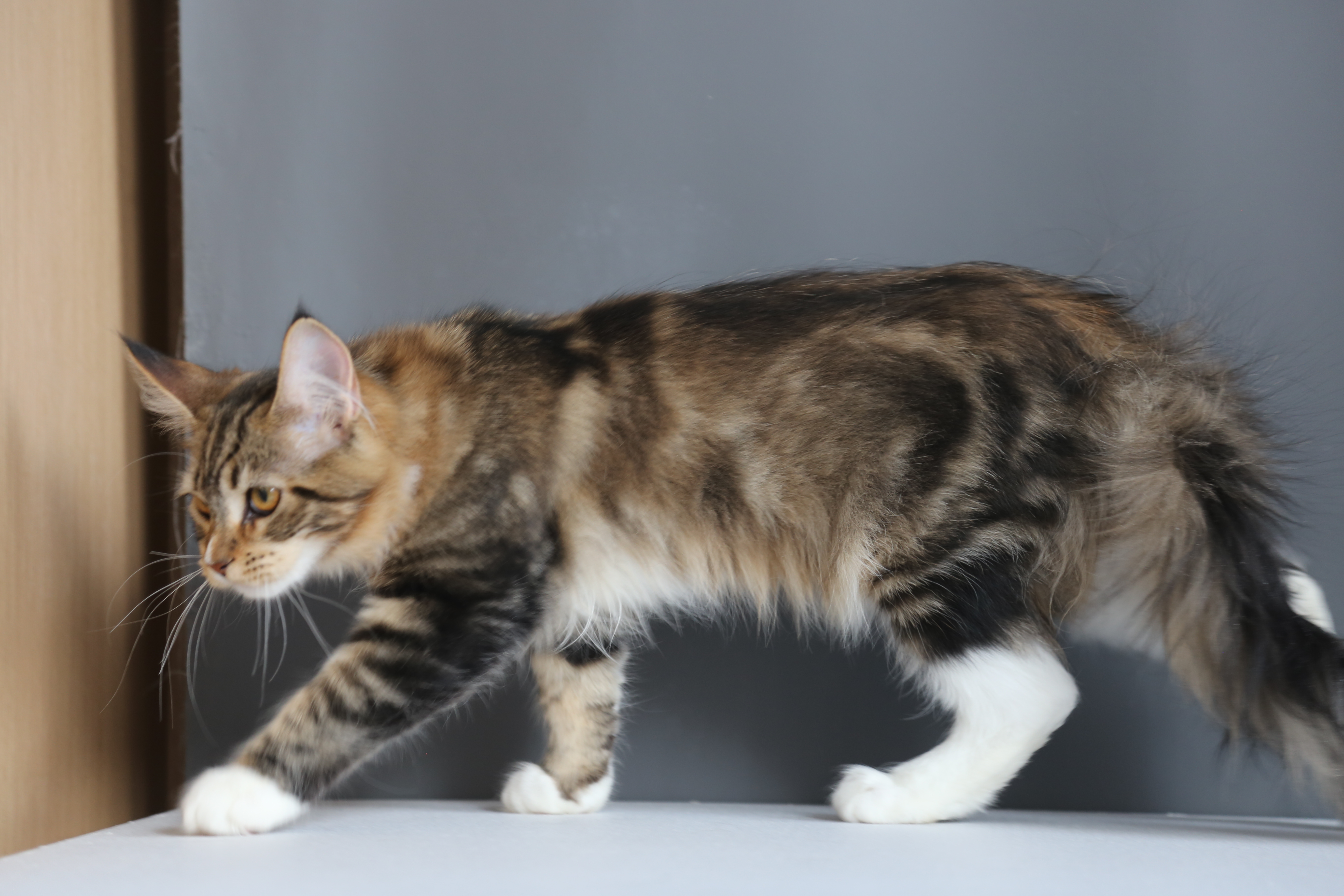 棕加白妹妹 照片 6