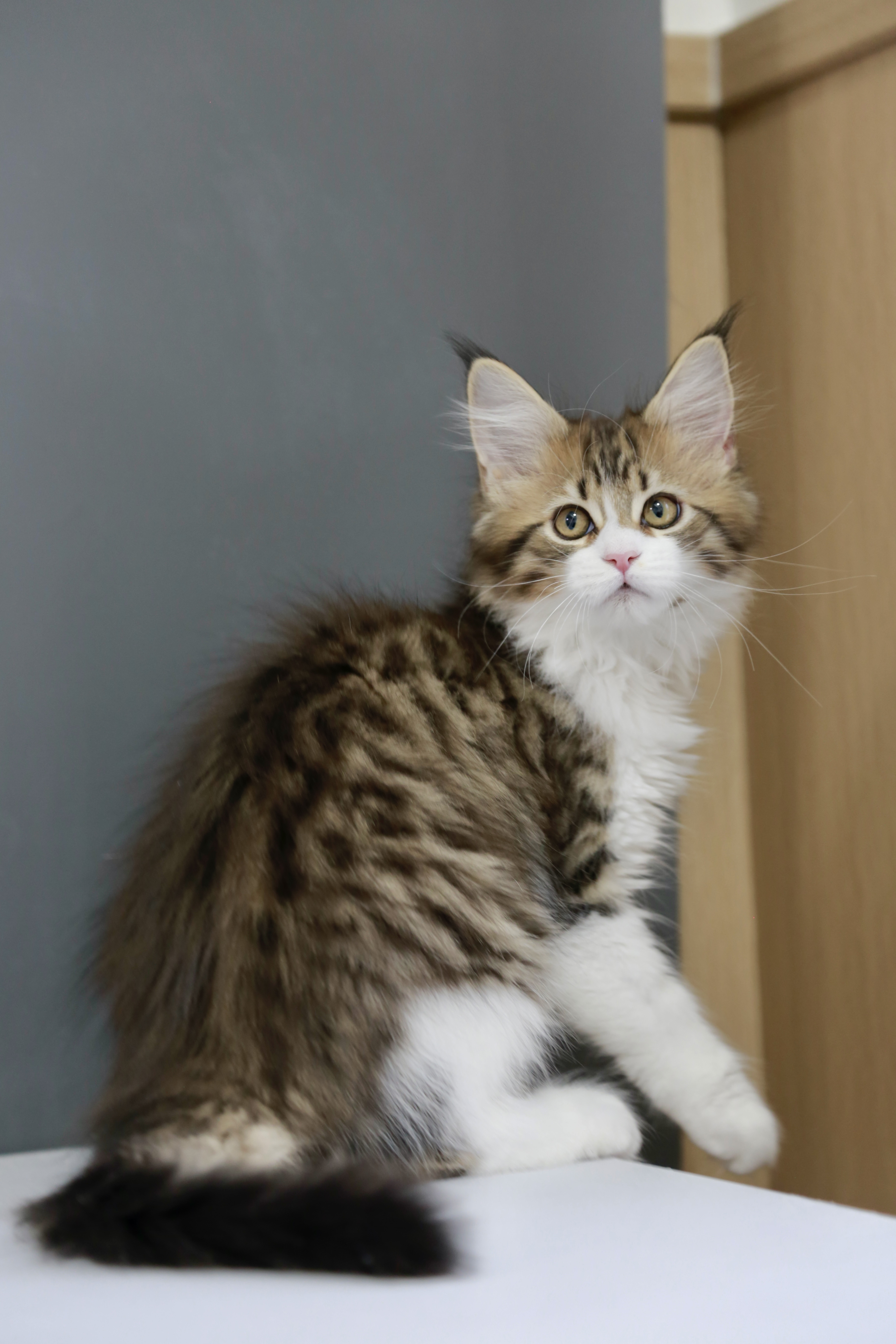 棕加白弟弟 照片 9