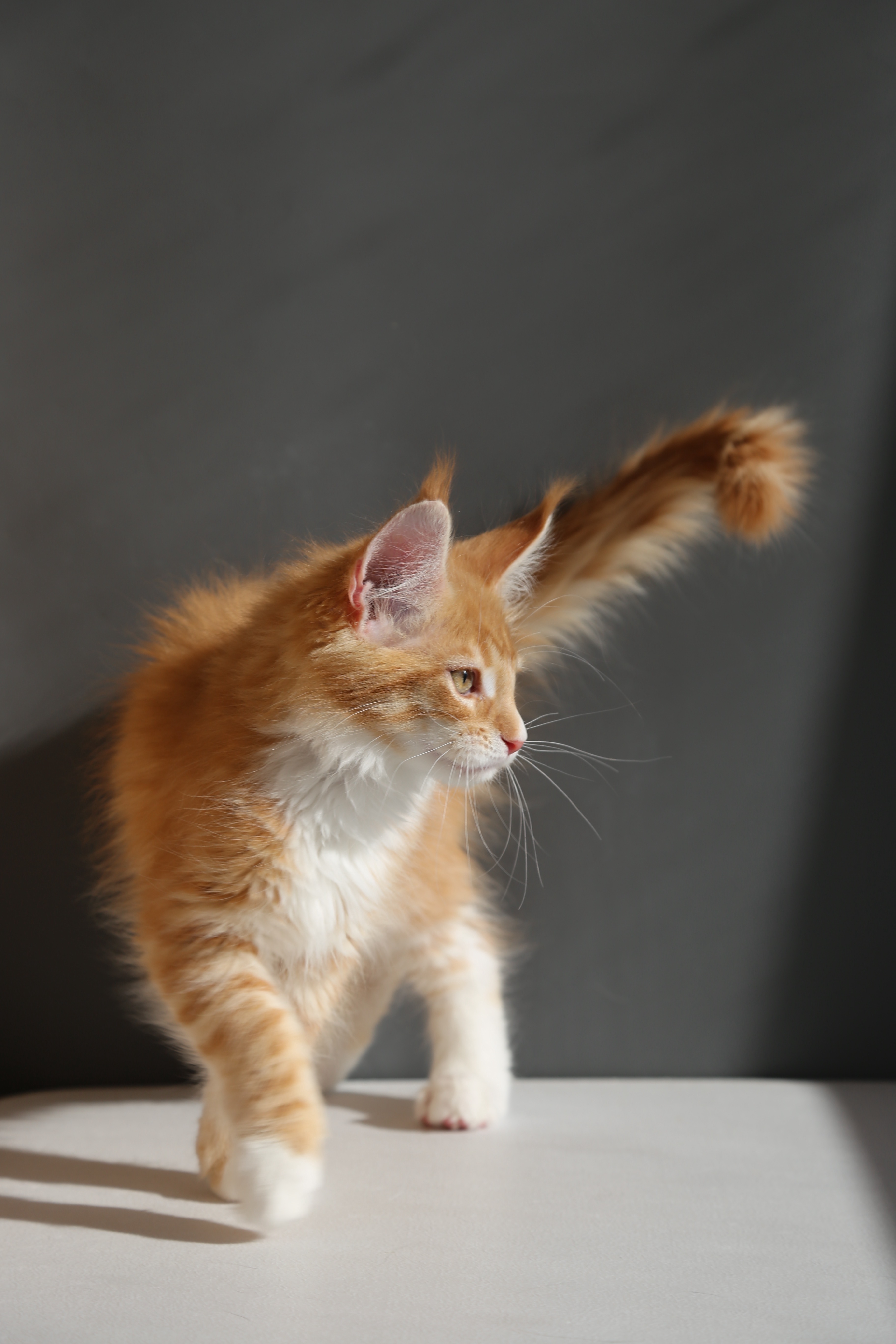 红虎弟弟 照片 3