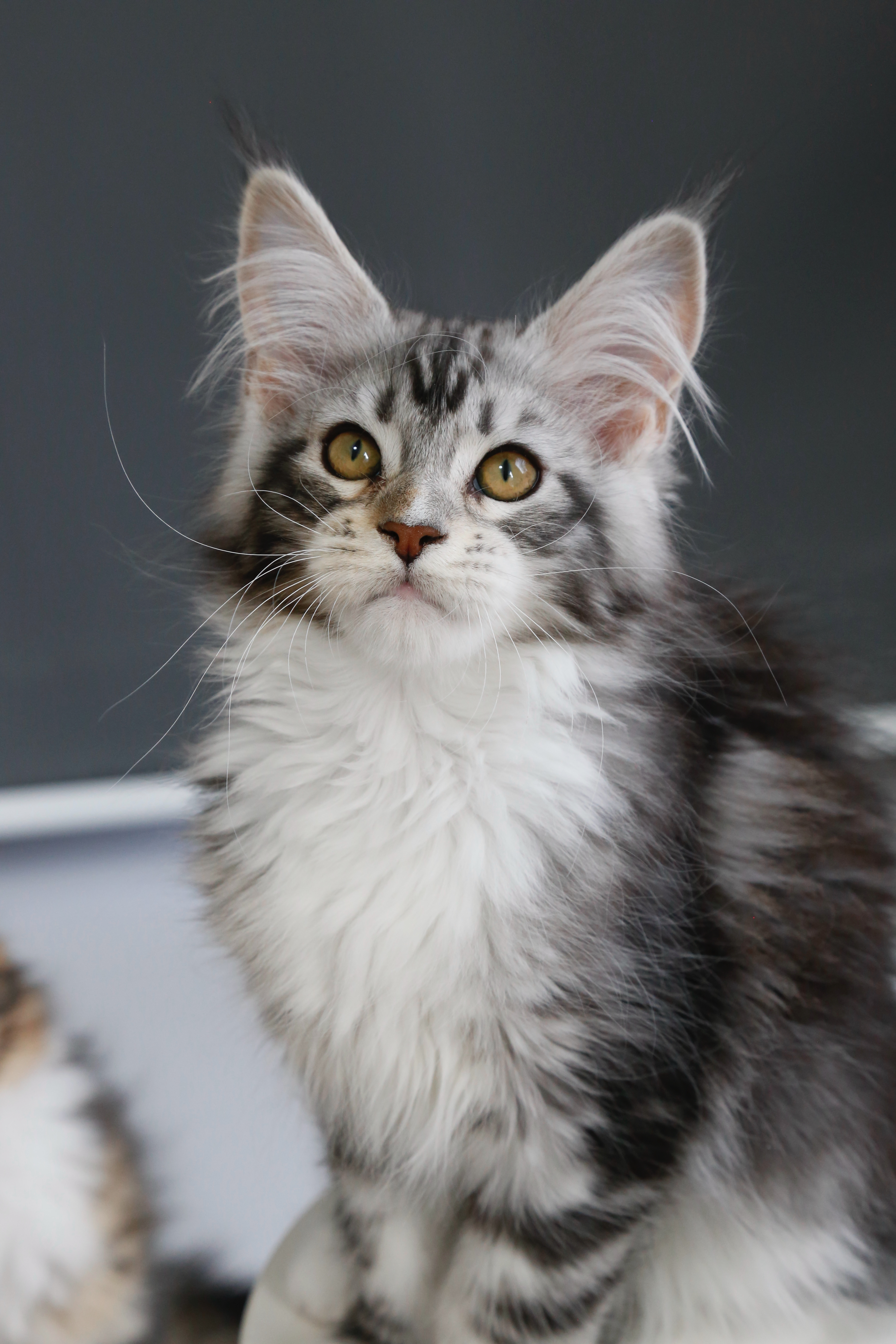 银加白妹妹 照片 3