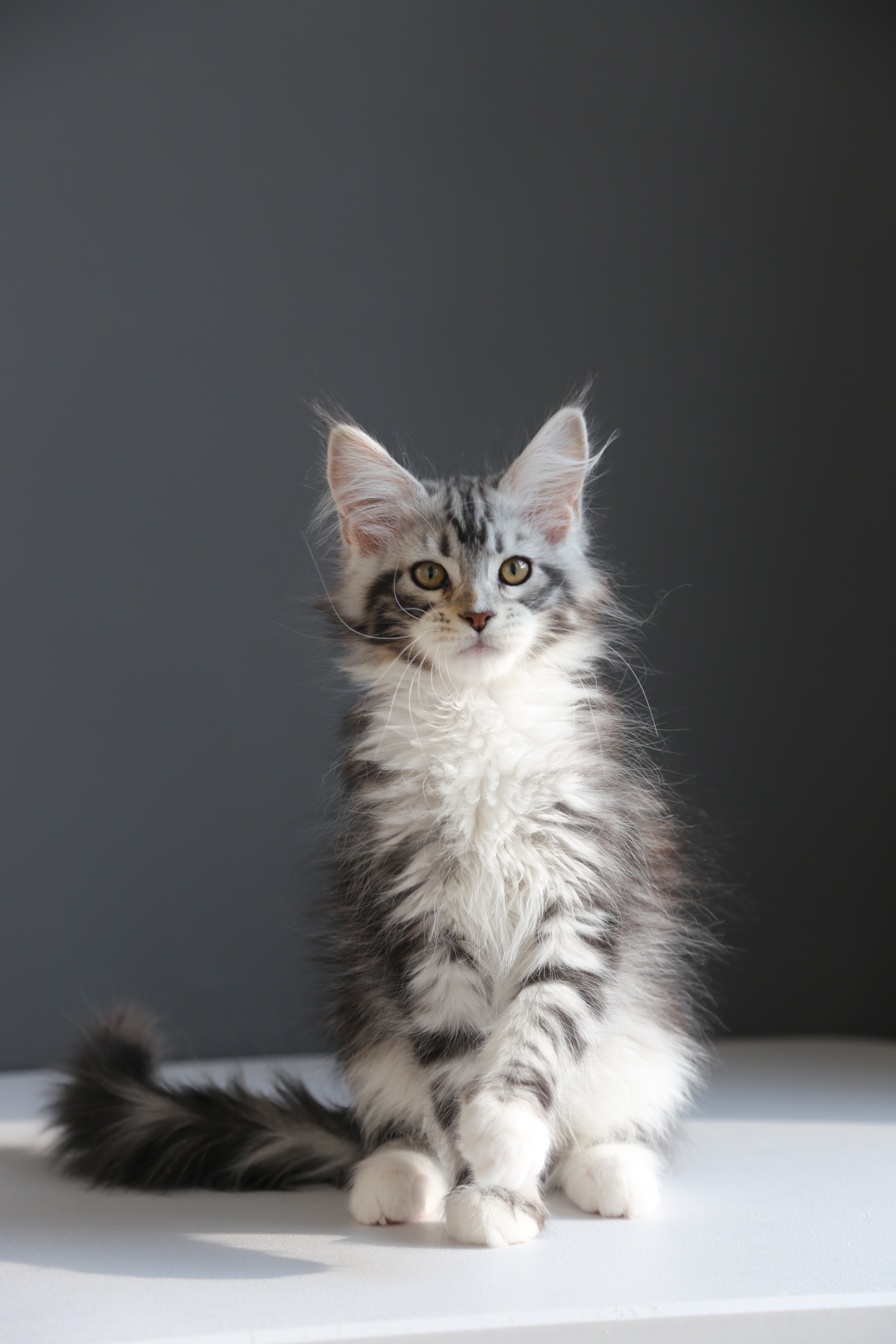 银加白妹妹 照片 6