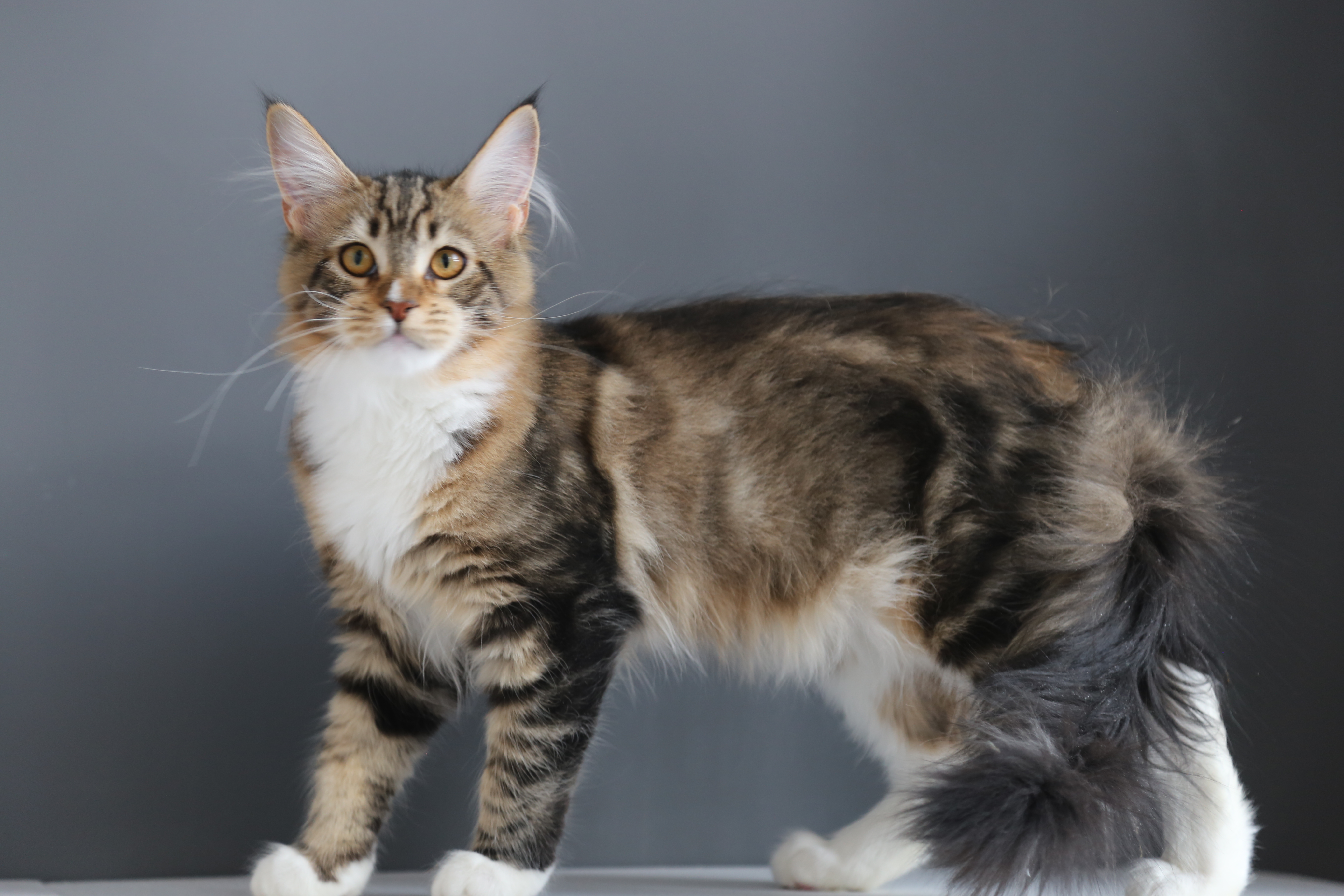 棕加白妹妹 照片 5