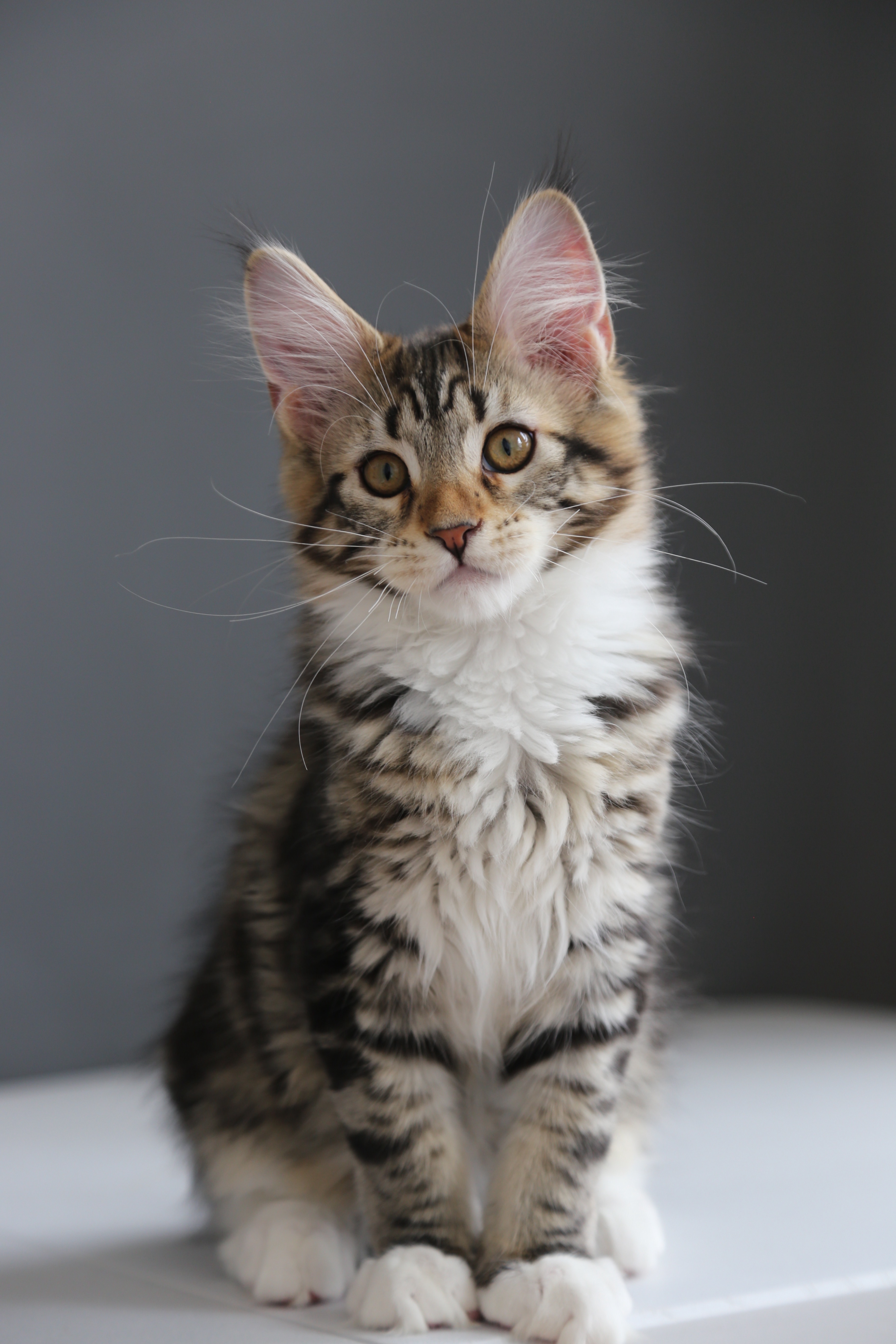 棕虎斑弟弟 照片 4