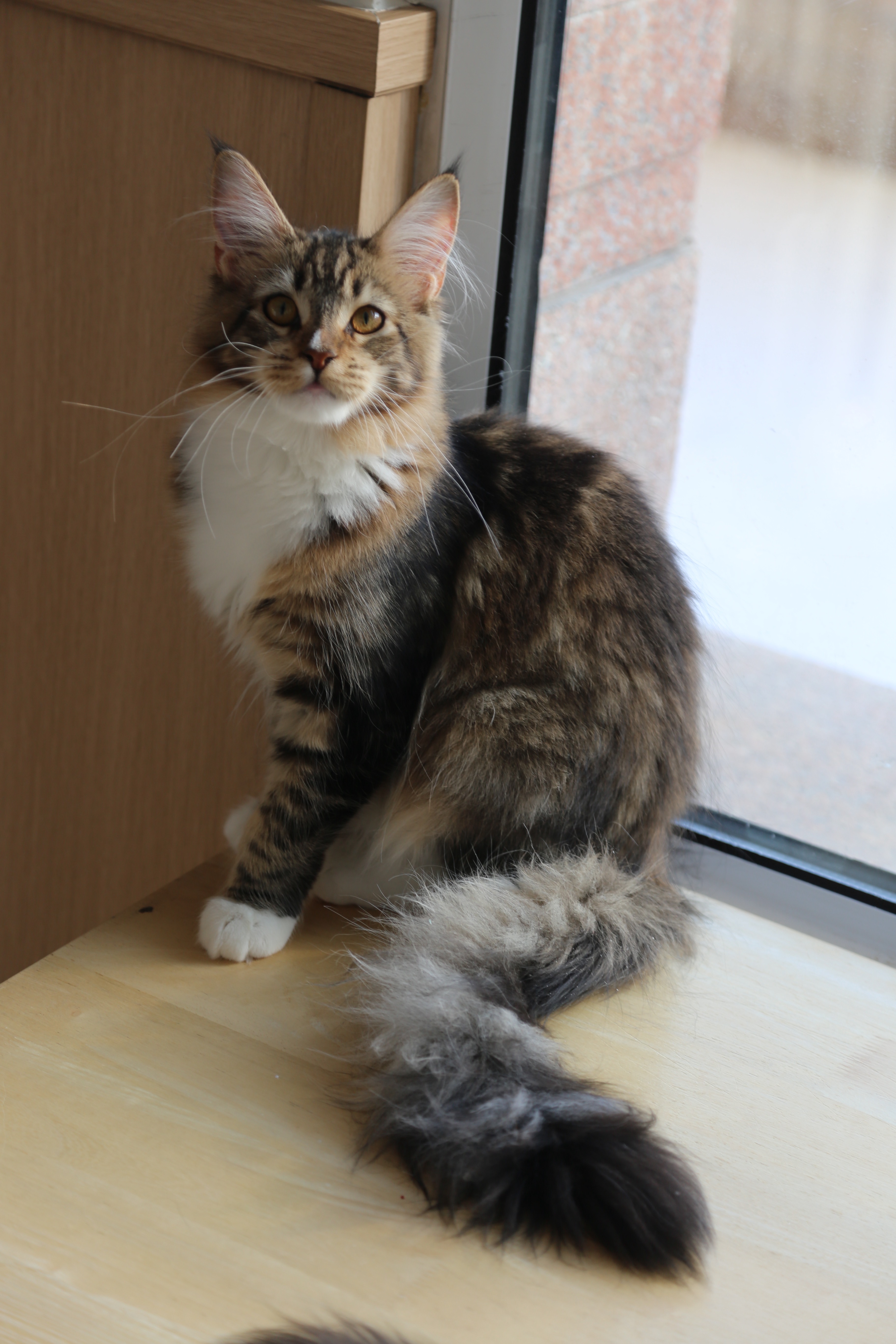 棕加白妹妹 照片 2