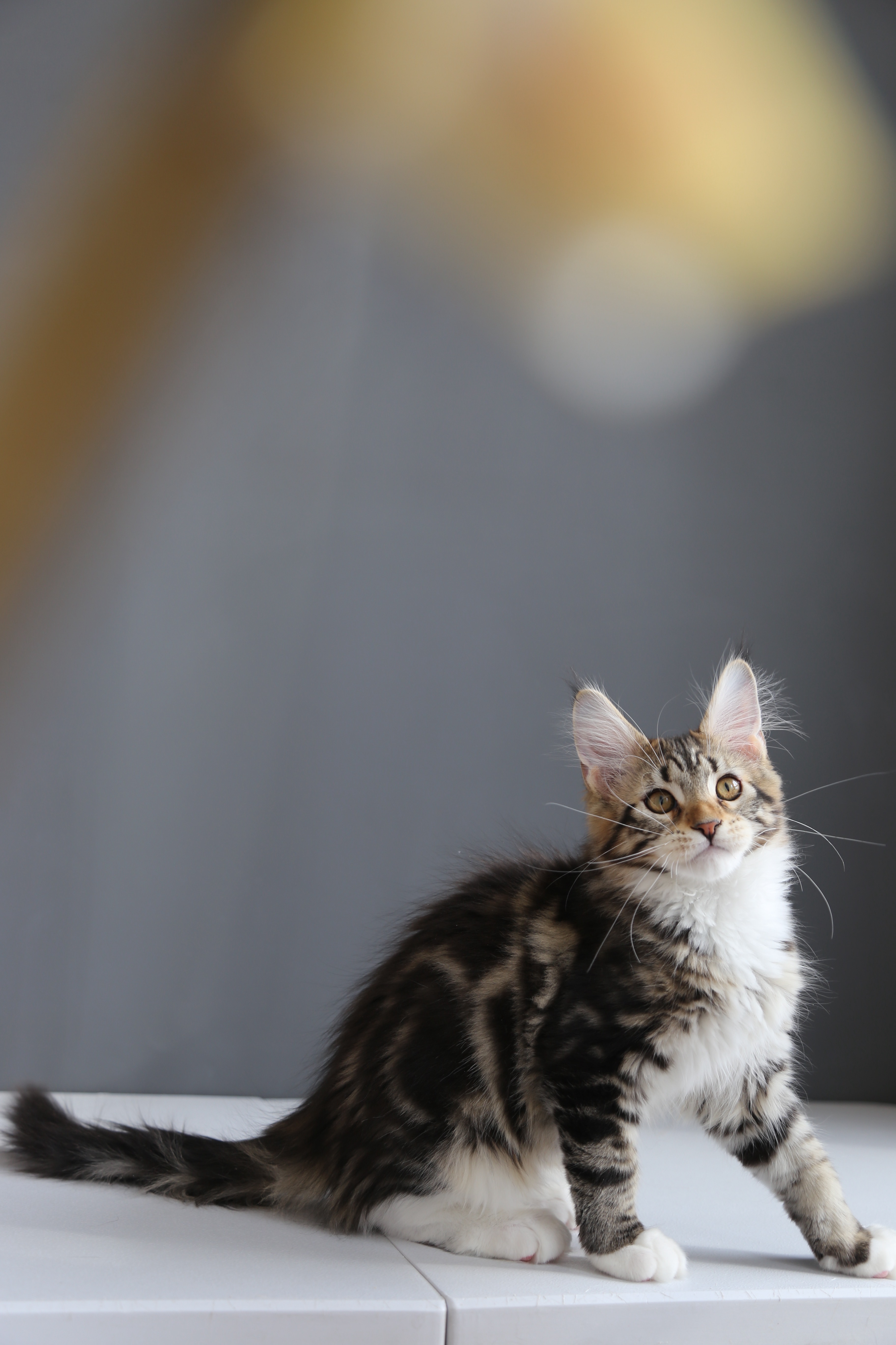 棕虎斑弟弟 照片 2