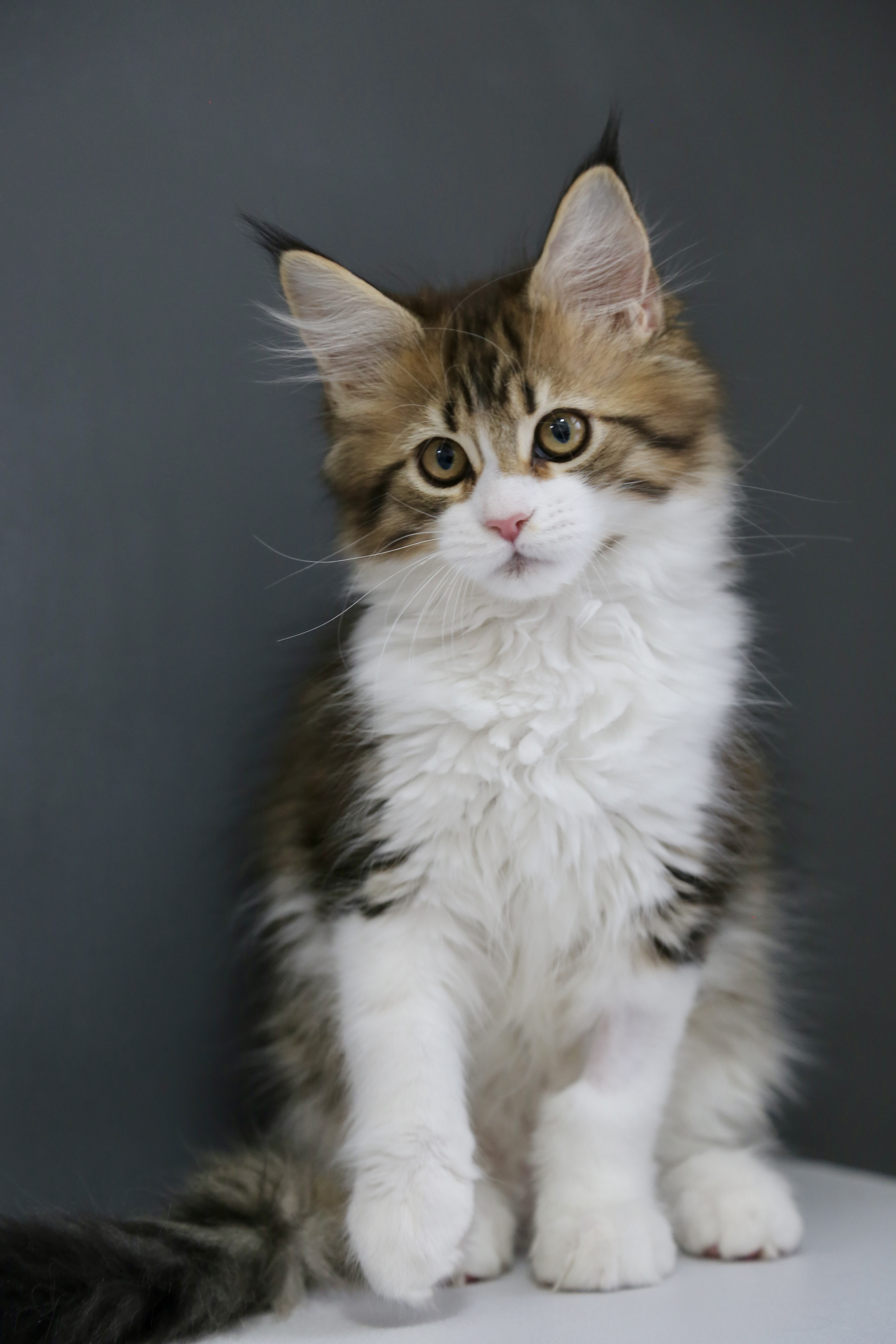 棕加白弟弟 照片 3