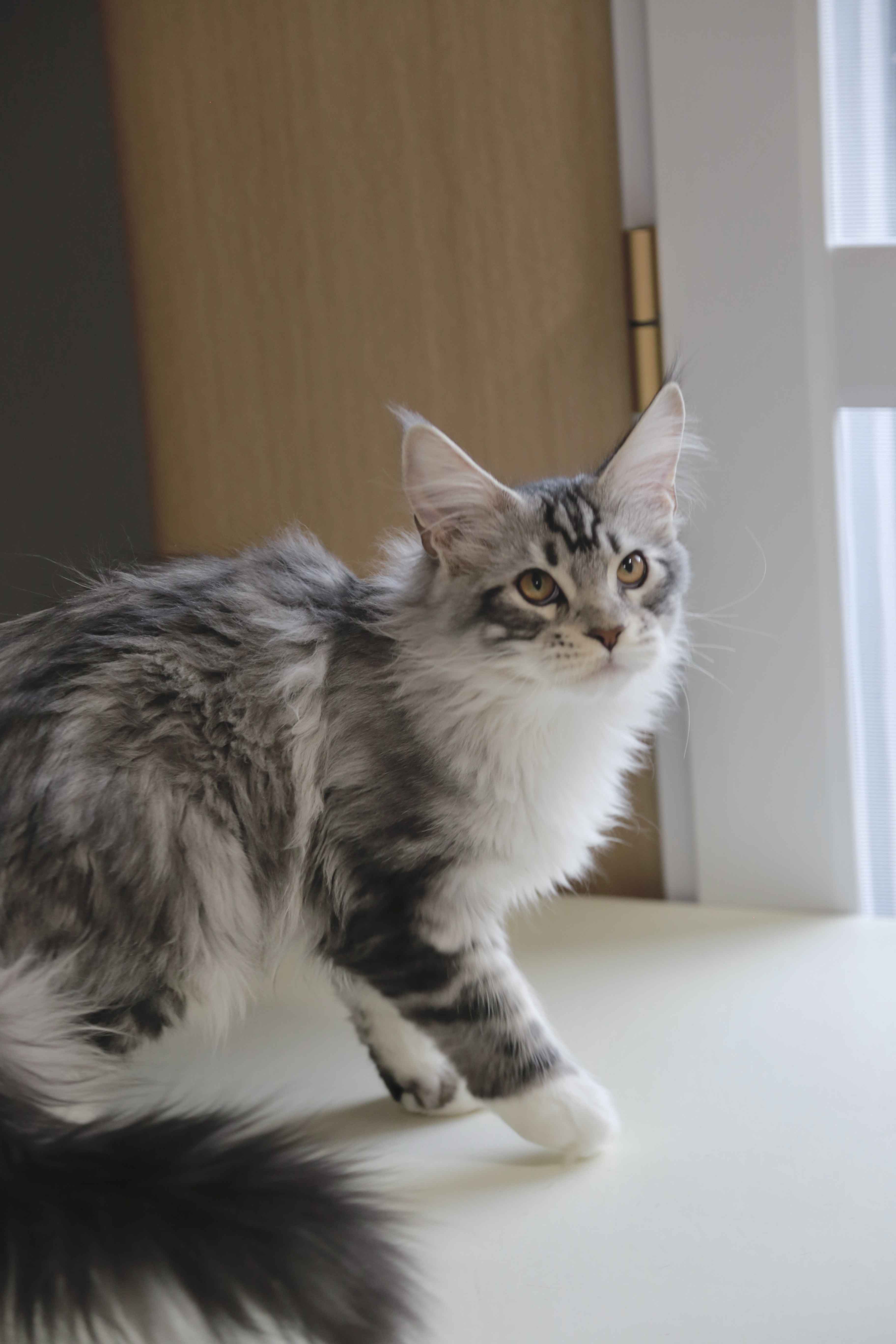 银加白弟弟 照片 4