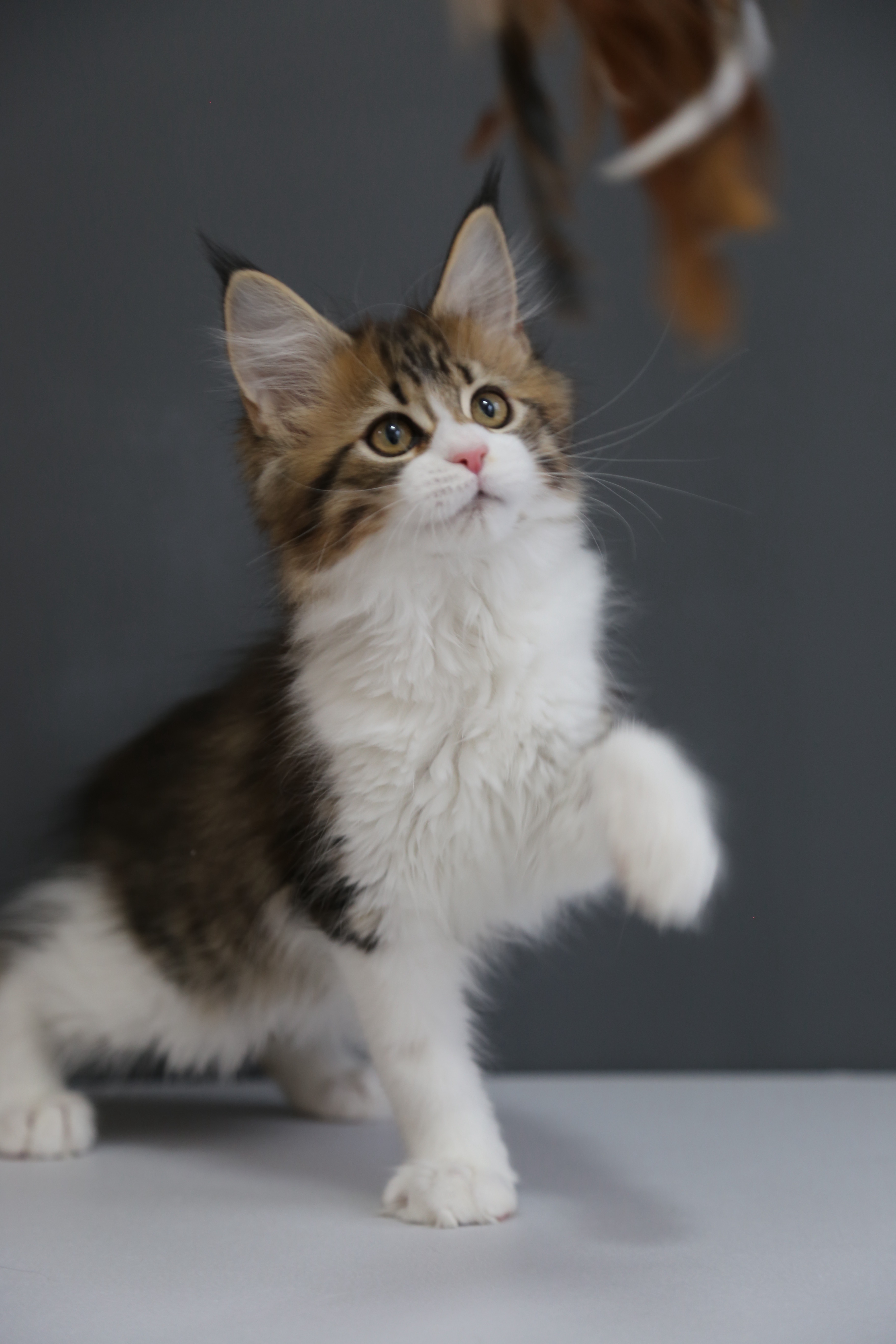 棕加白弟弟 照片 5