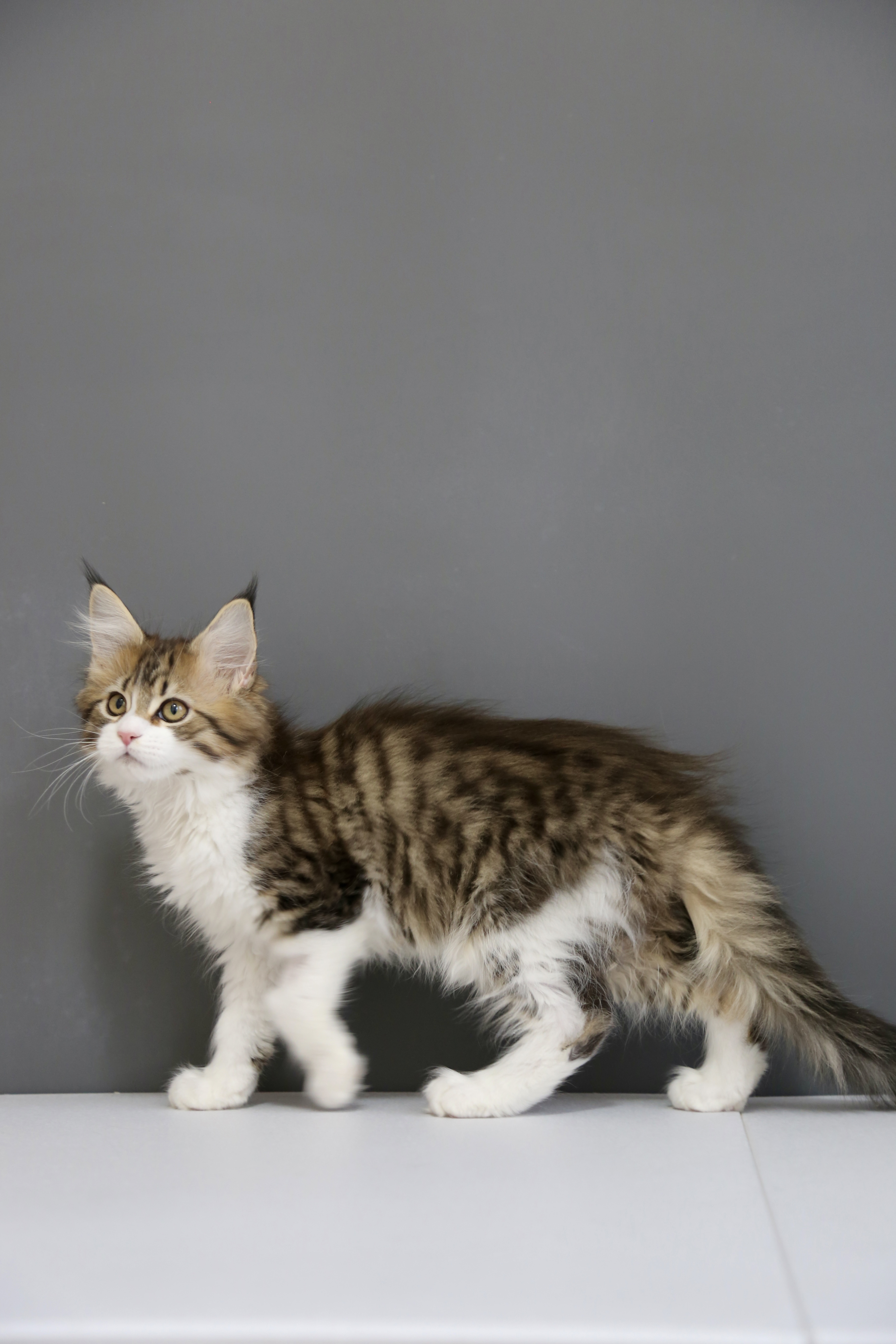 棕加白弟弟 照片 8