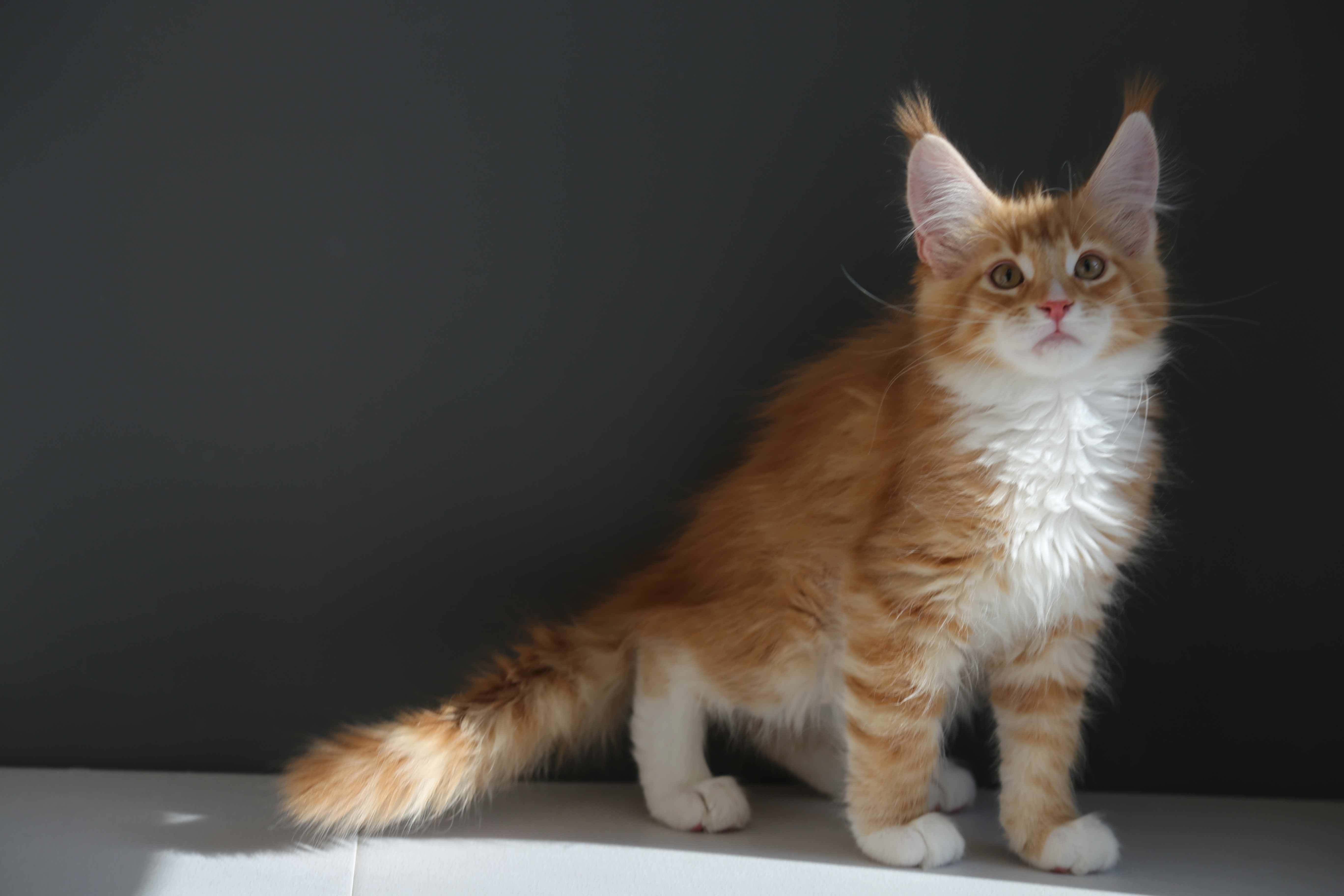 红虎弟弟 照片 4