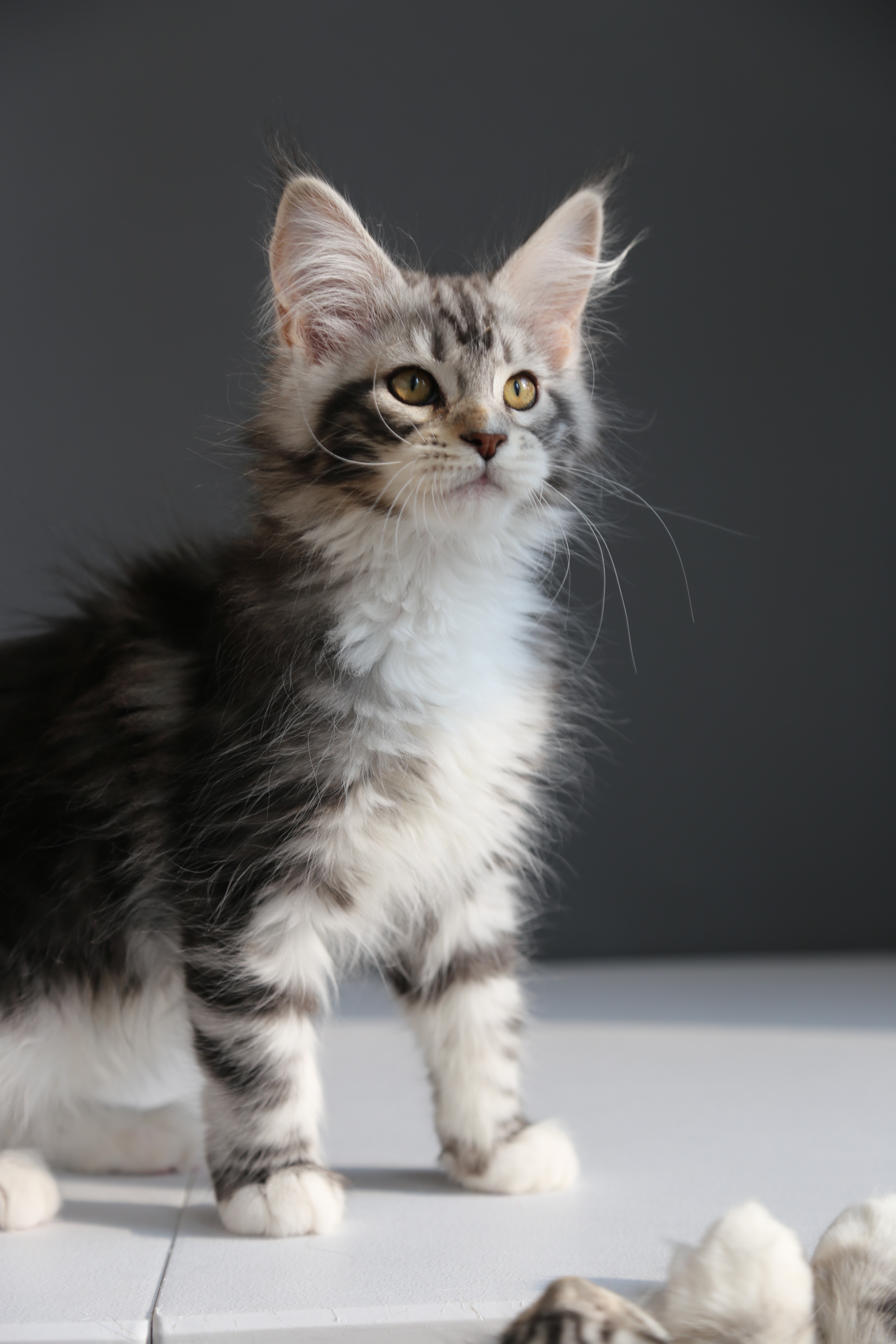 银加白妹妹 照片 8