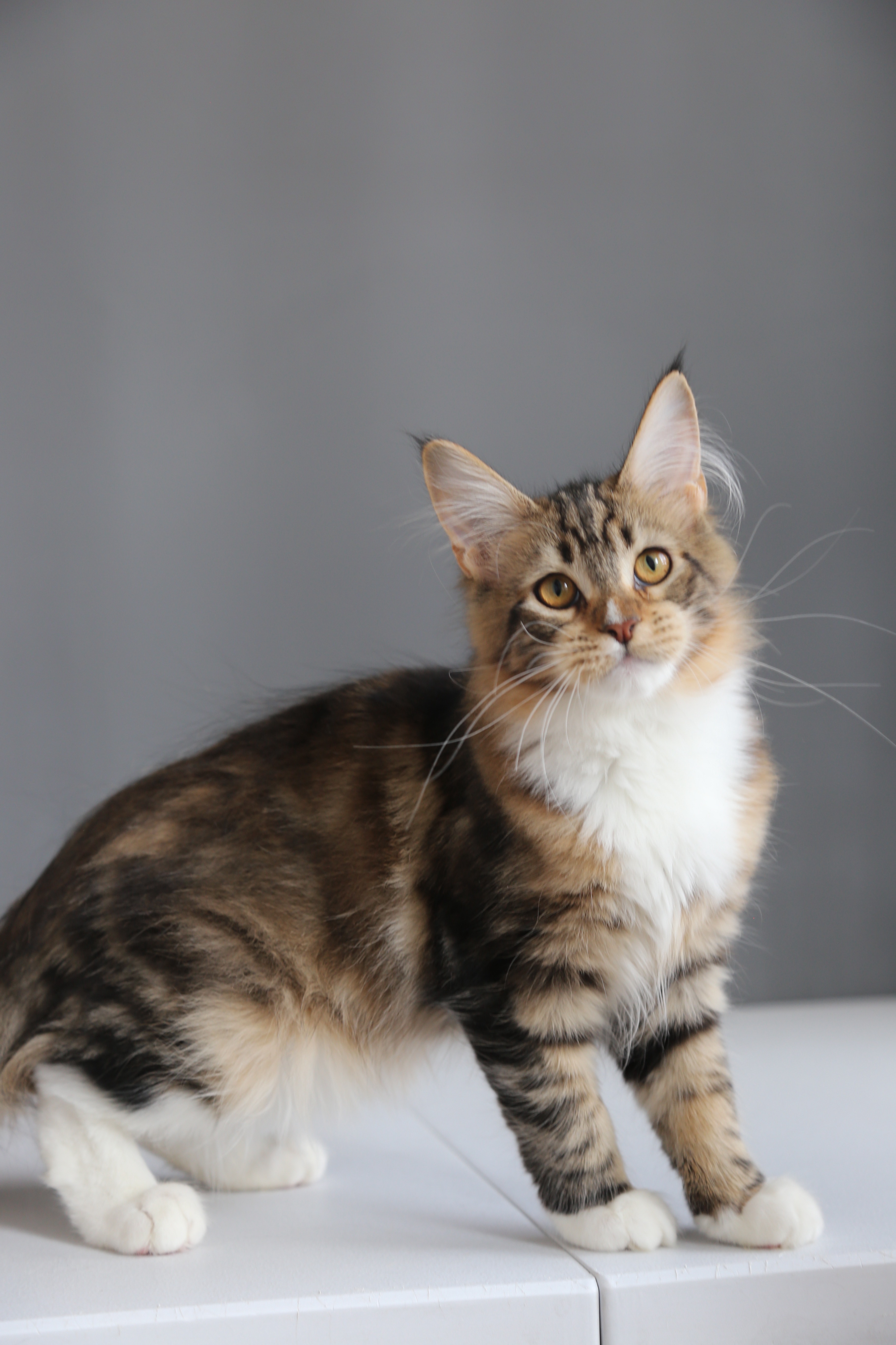 棕加白妹妹 照片 3