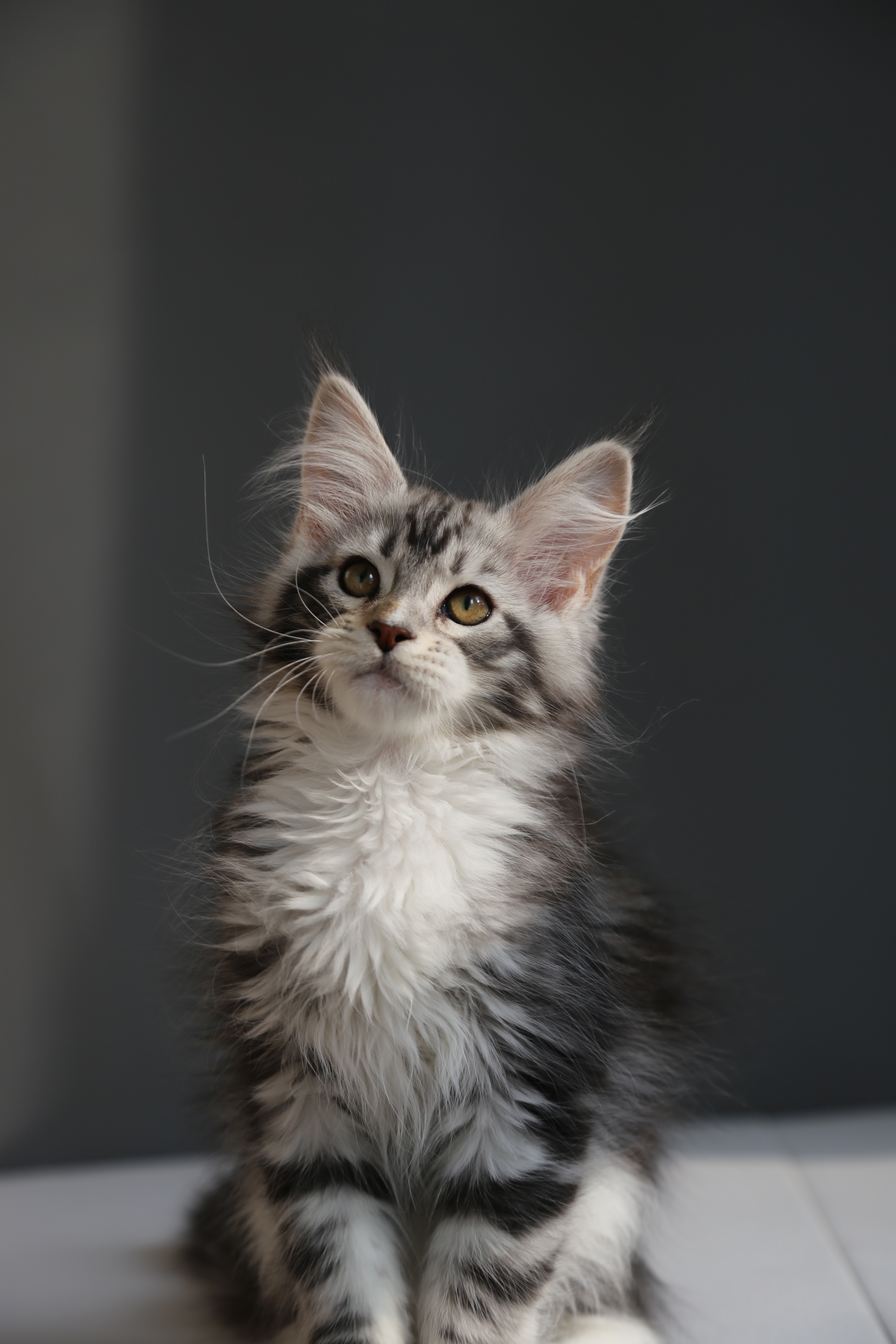 银加白妹妹 照片 7