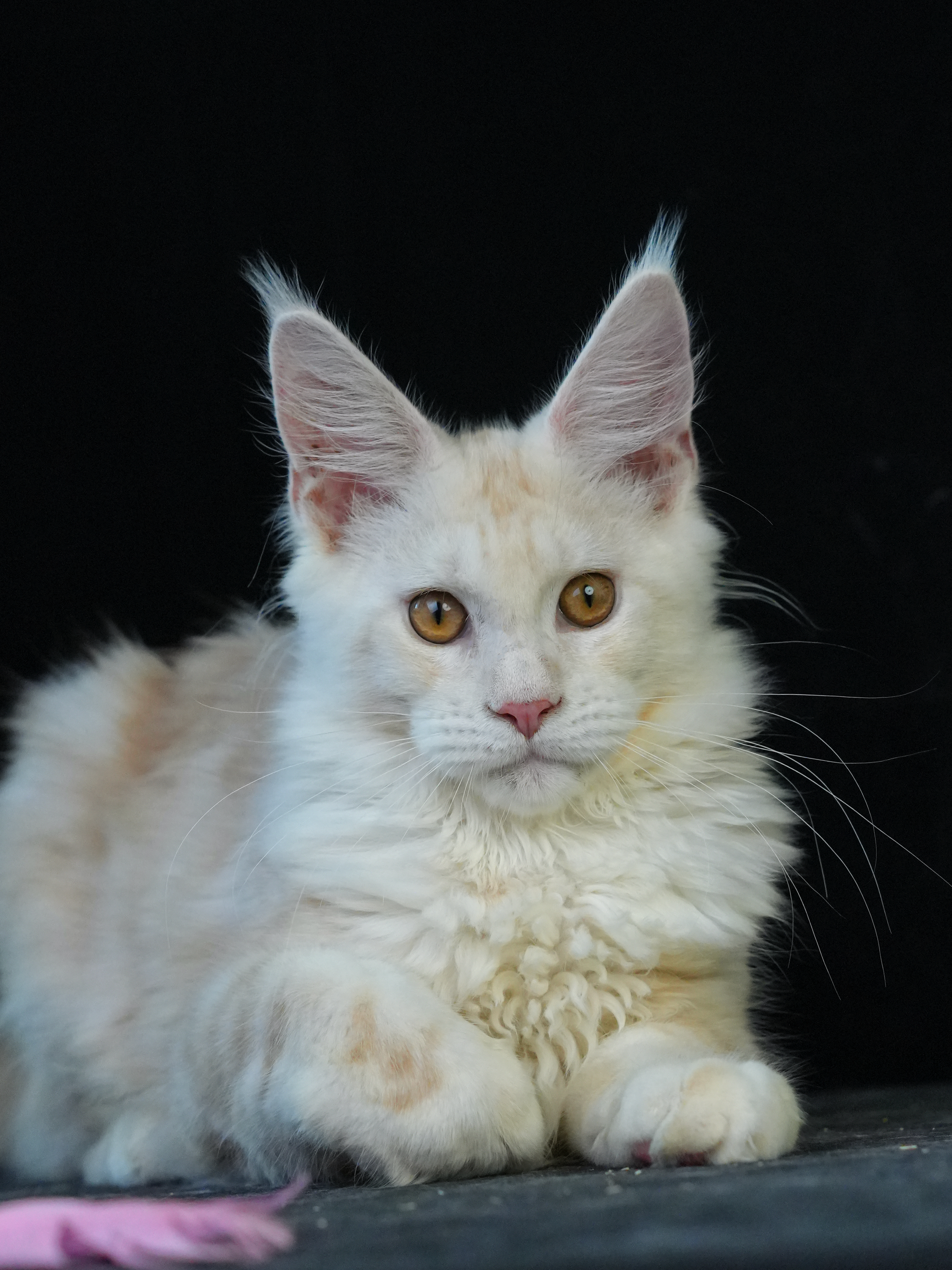 荒野印记