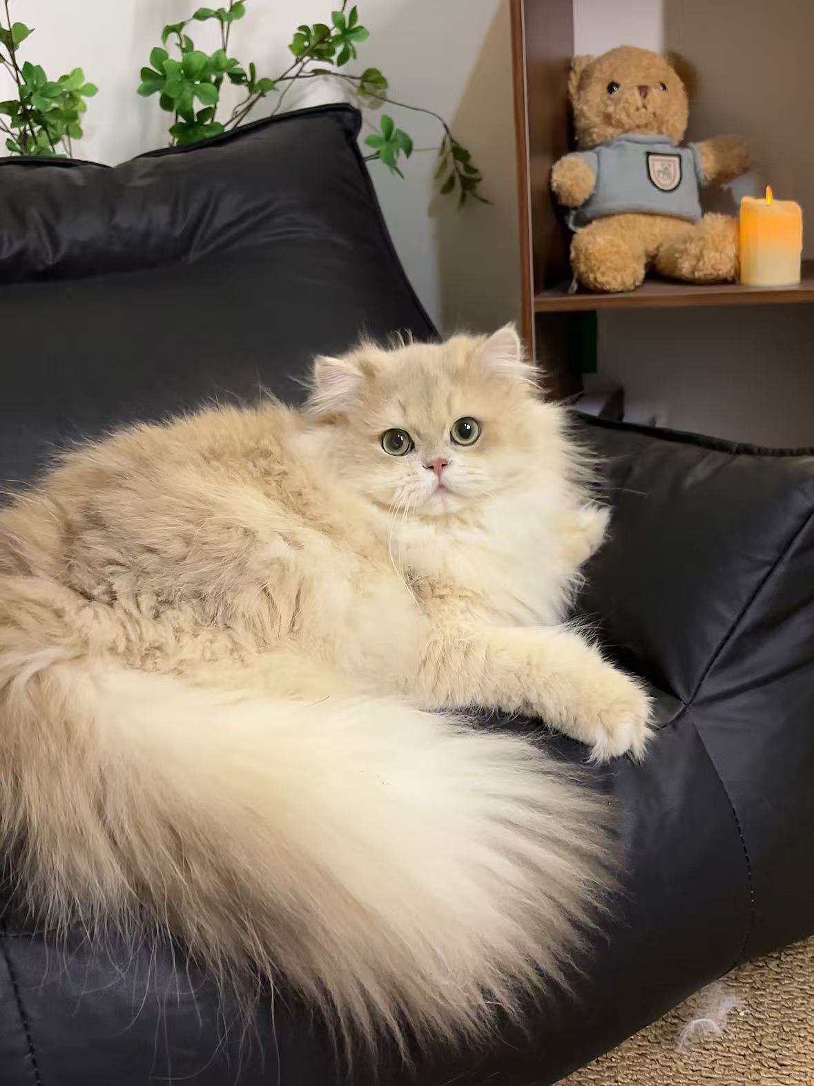 钢炮