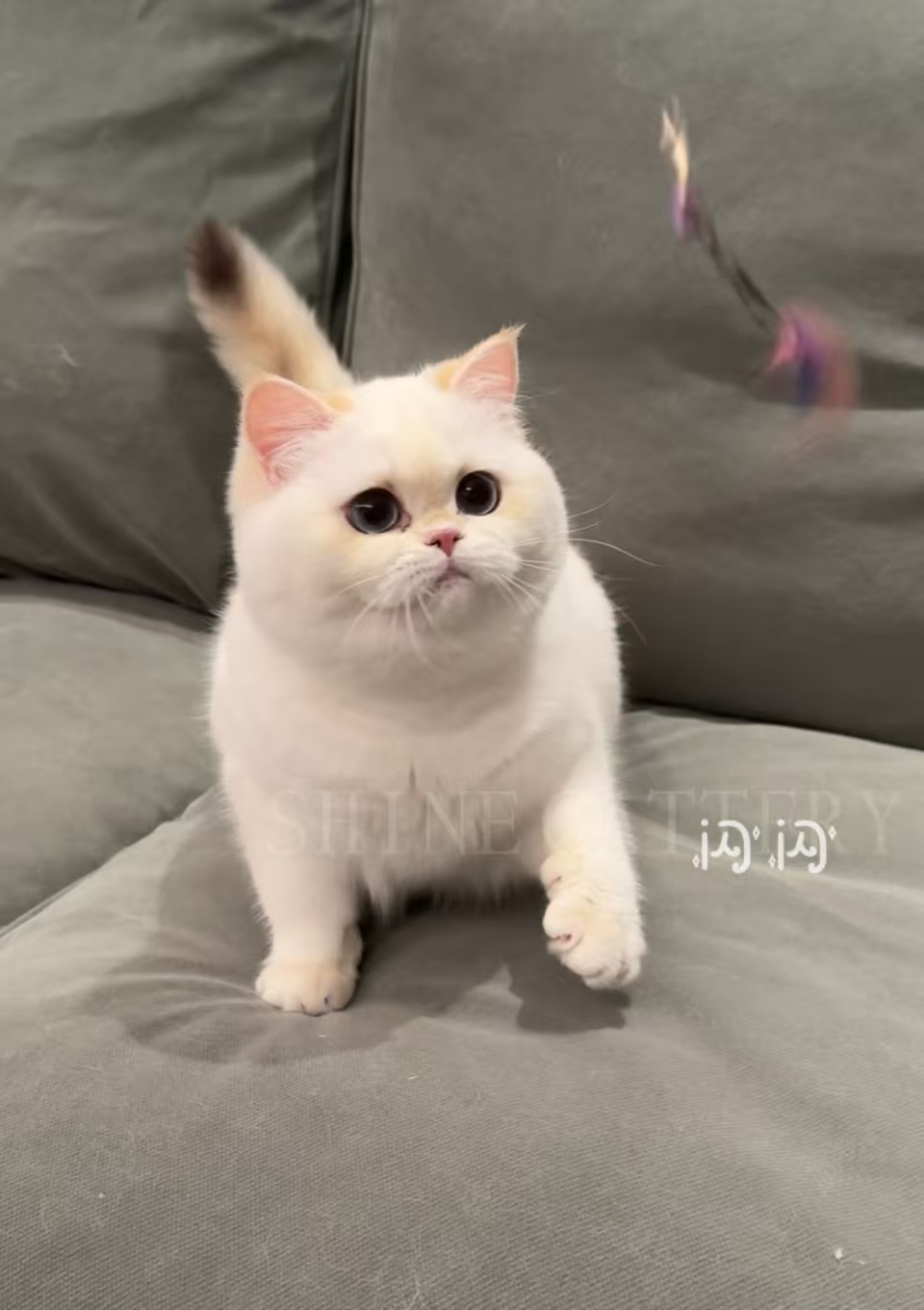 小馒头