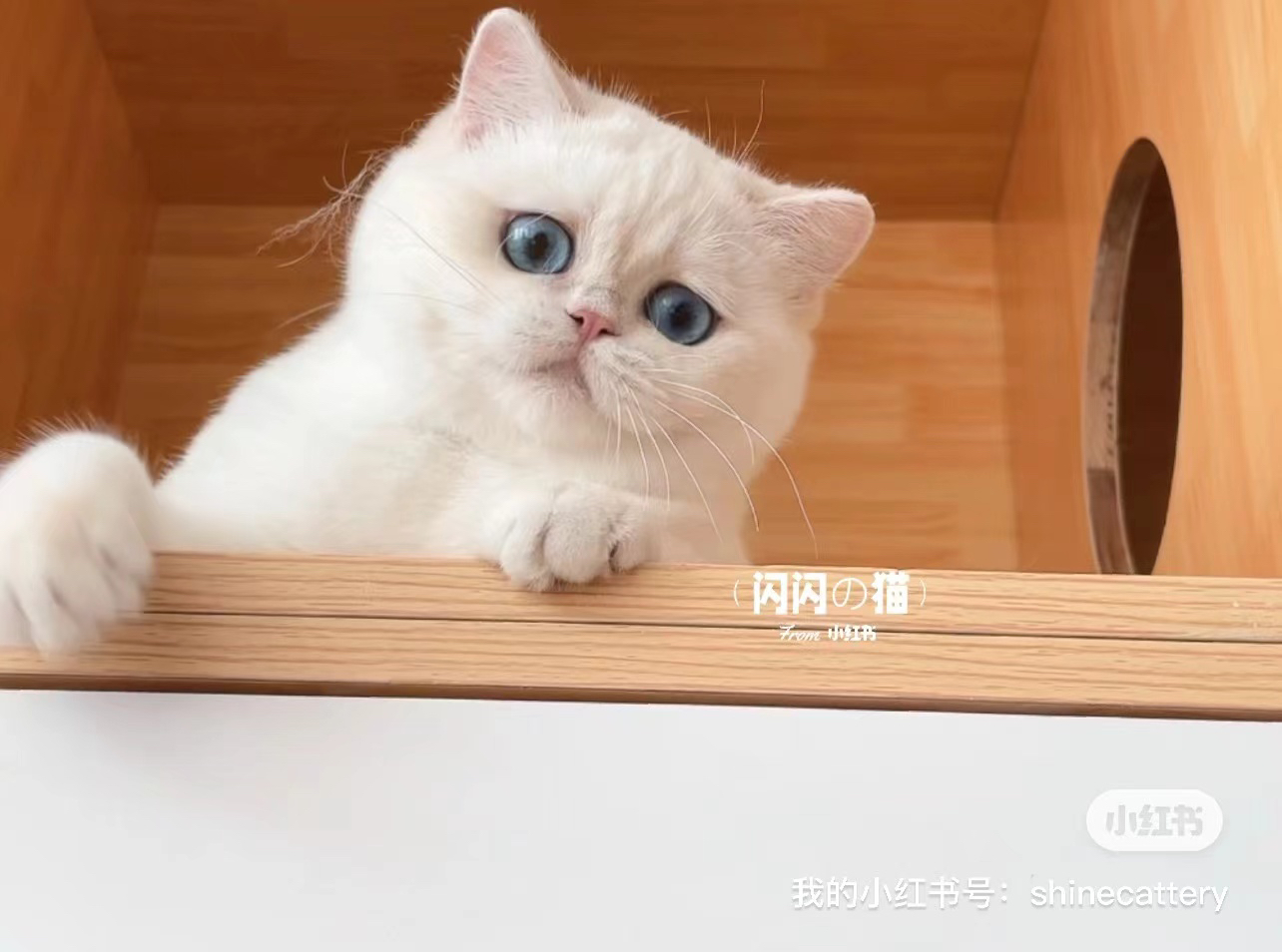 史泰龙