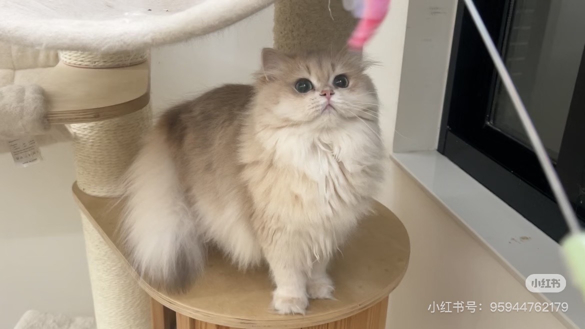 面包