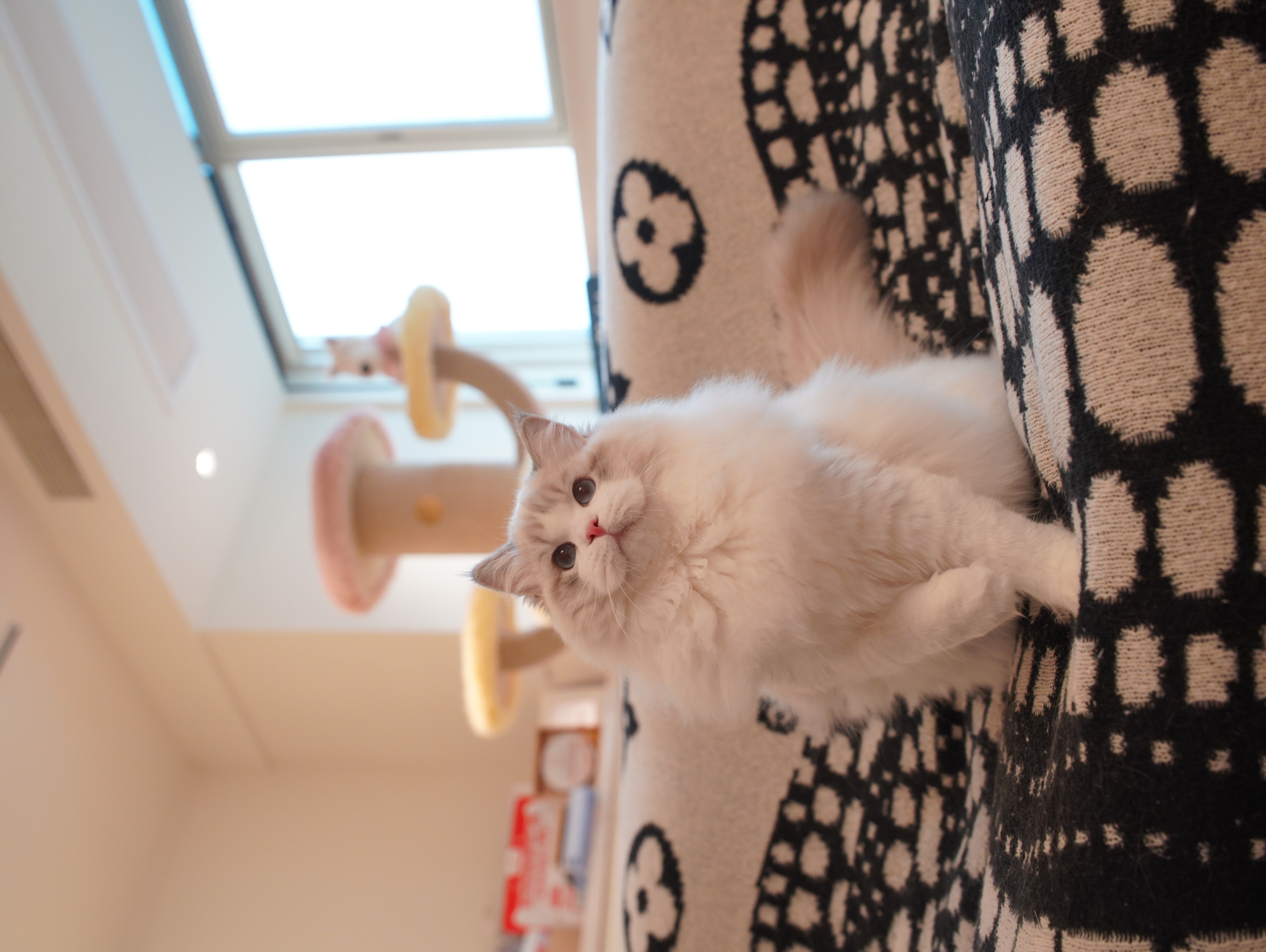 Lila Ragdoll 上海布偶猫舍