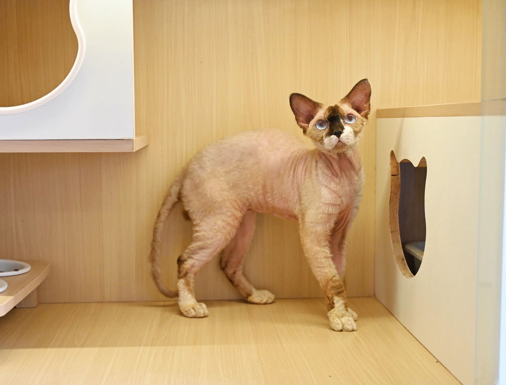 嘎豆子