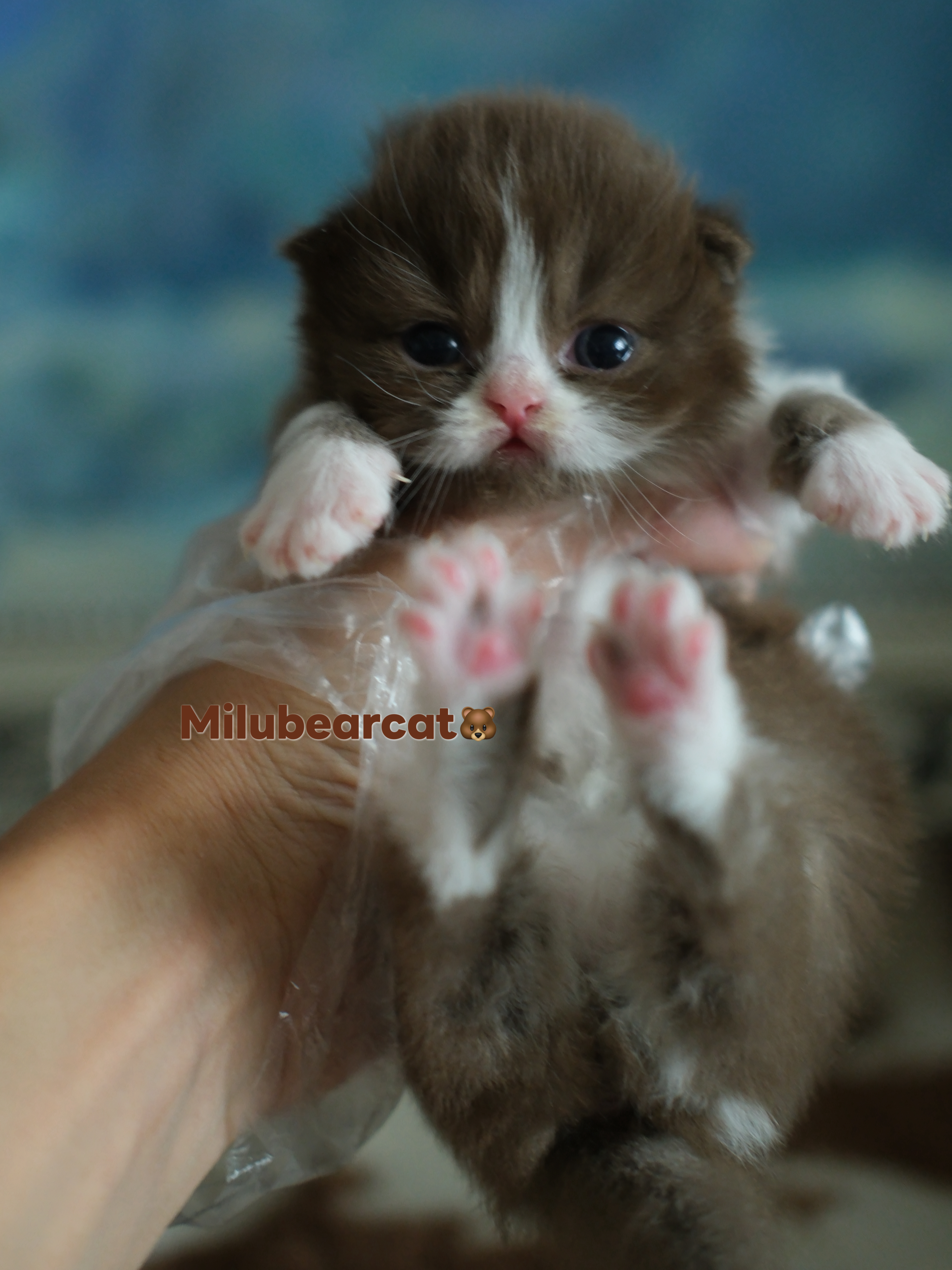 迷鹿猫舍Milubearcat