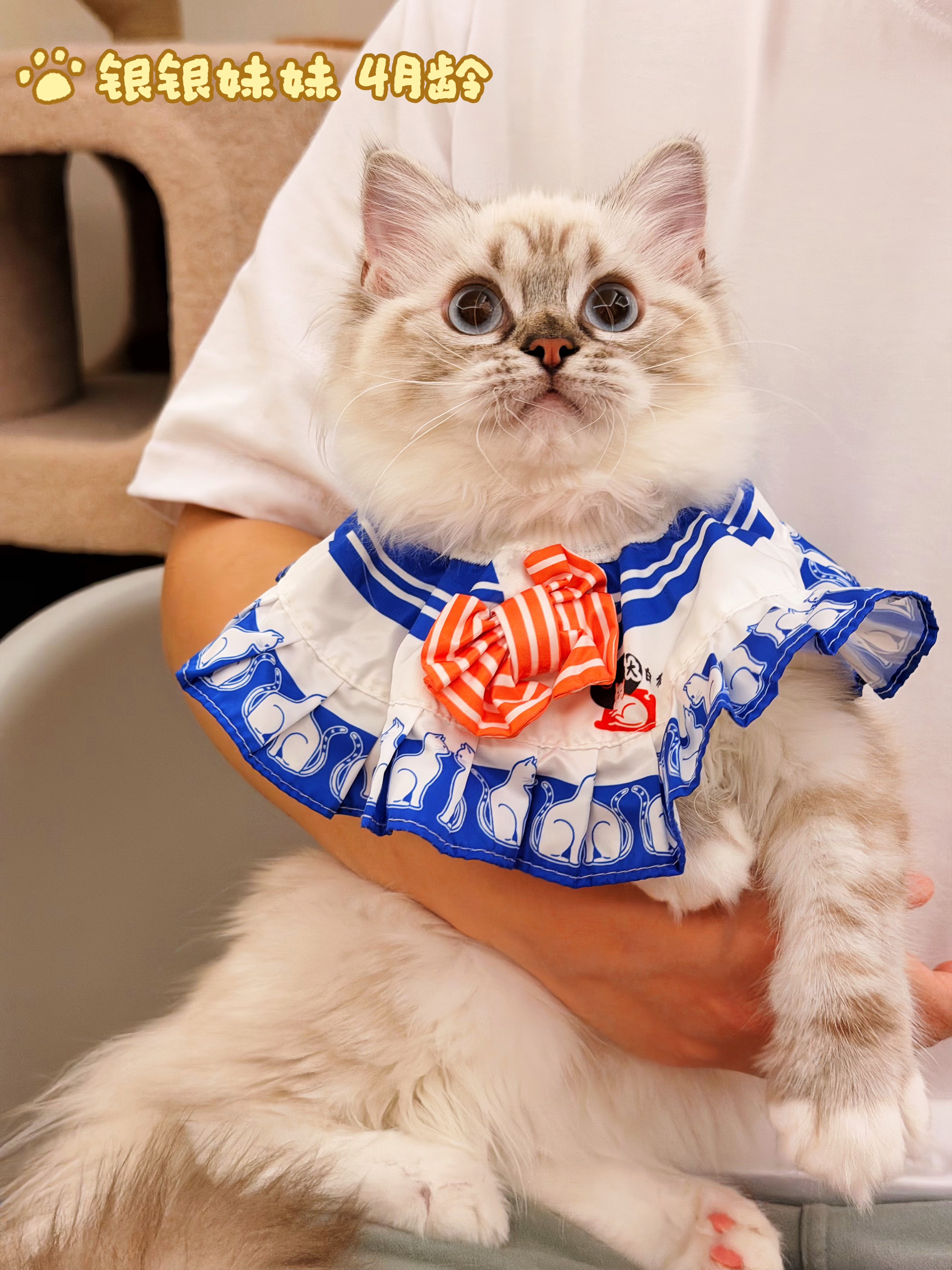 LoLooCattery英短·布偶猫舍