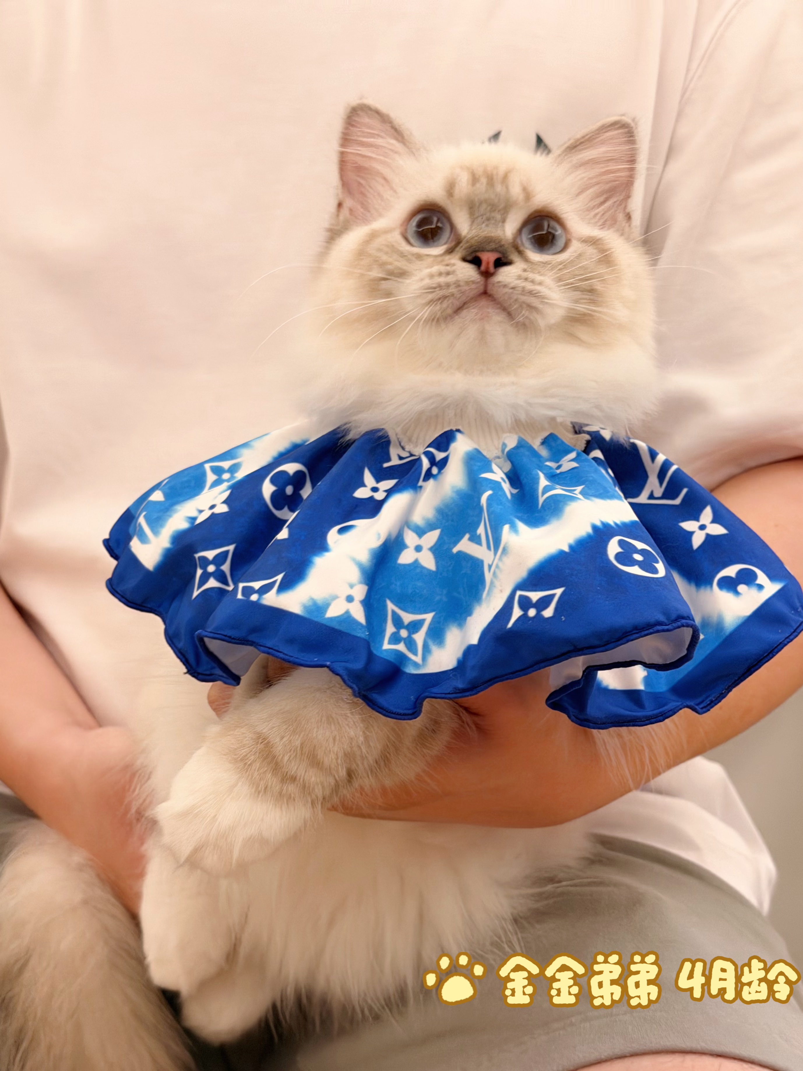 LoLooCattery英短·布偶猫舍