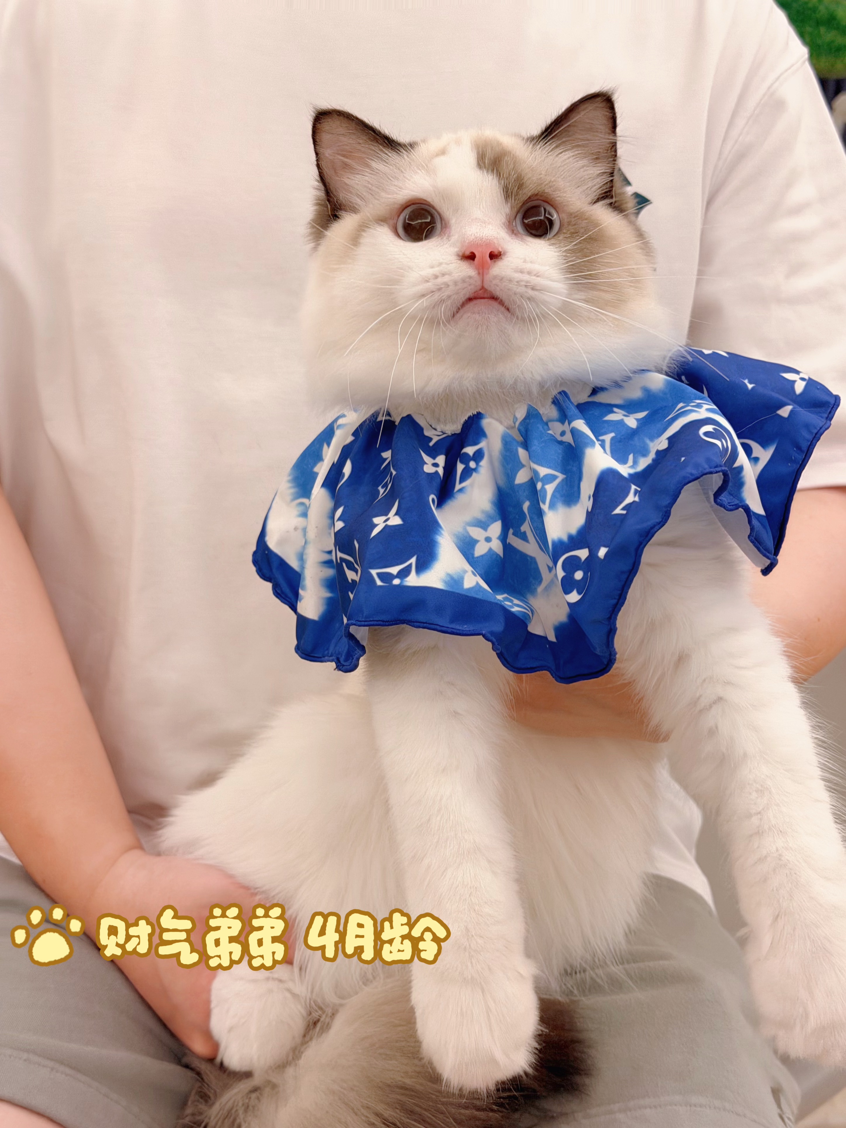 LoLooCattery英短·布偶猫舍