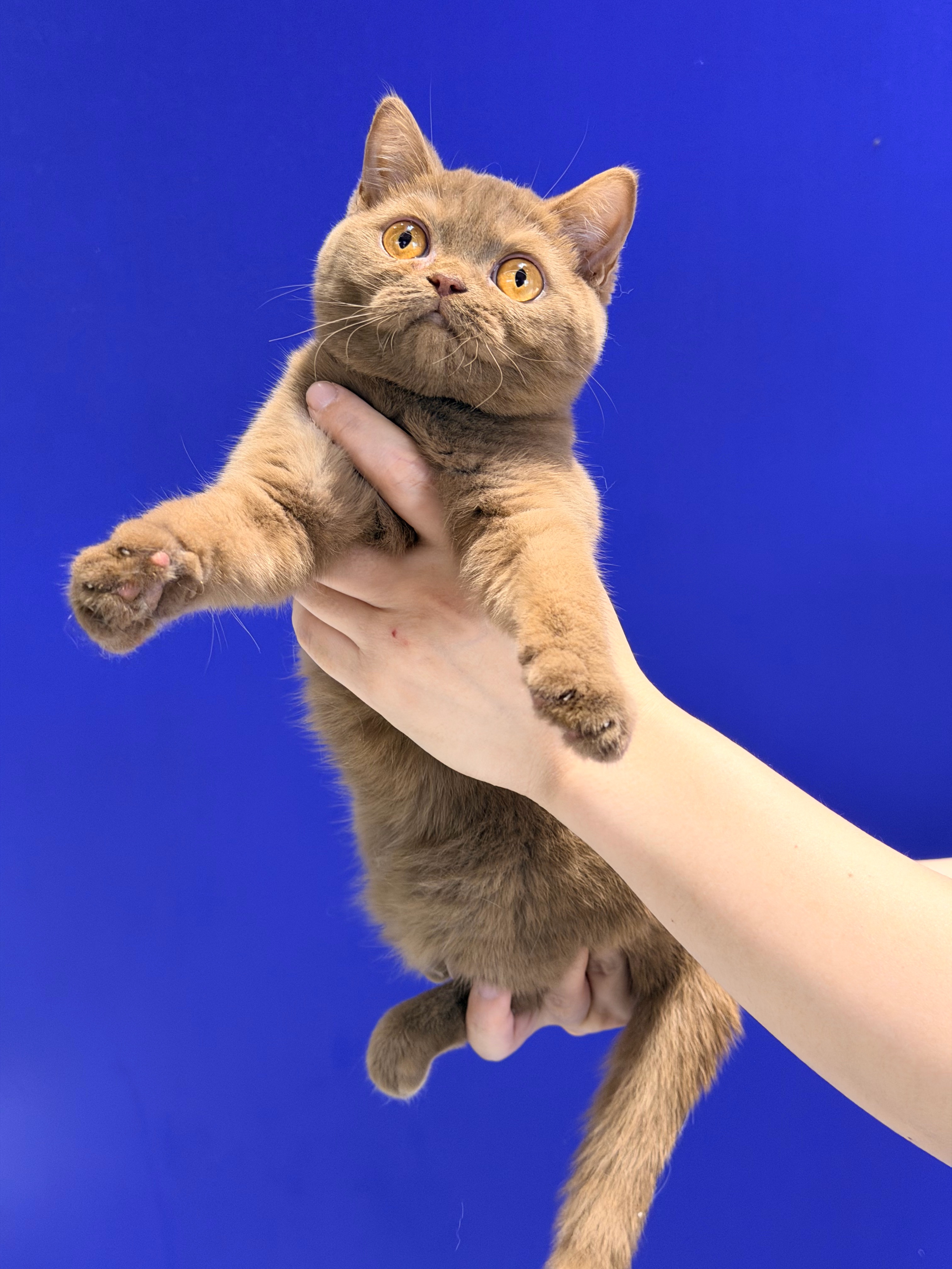 LoLooCattery英短·布偶猫舍